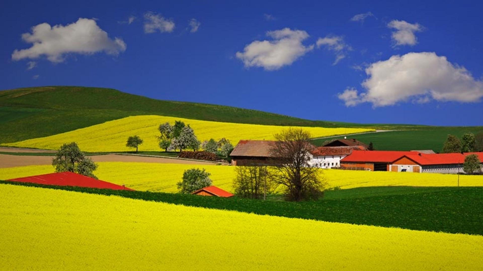 澳大利亚的油菜花田