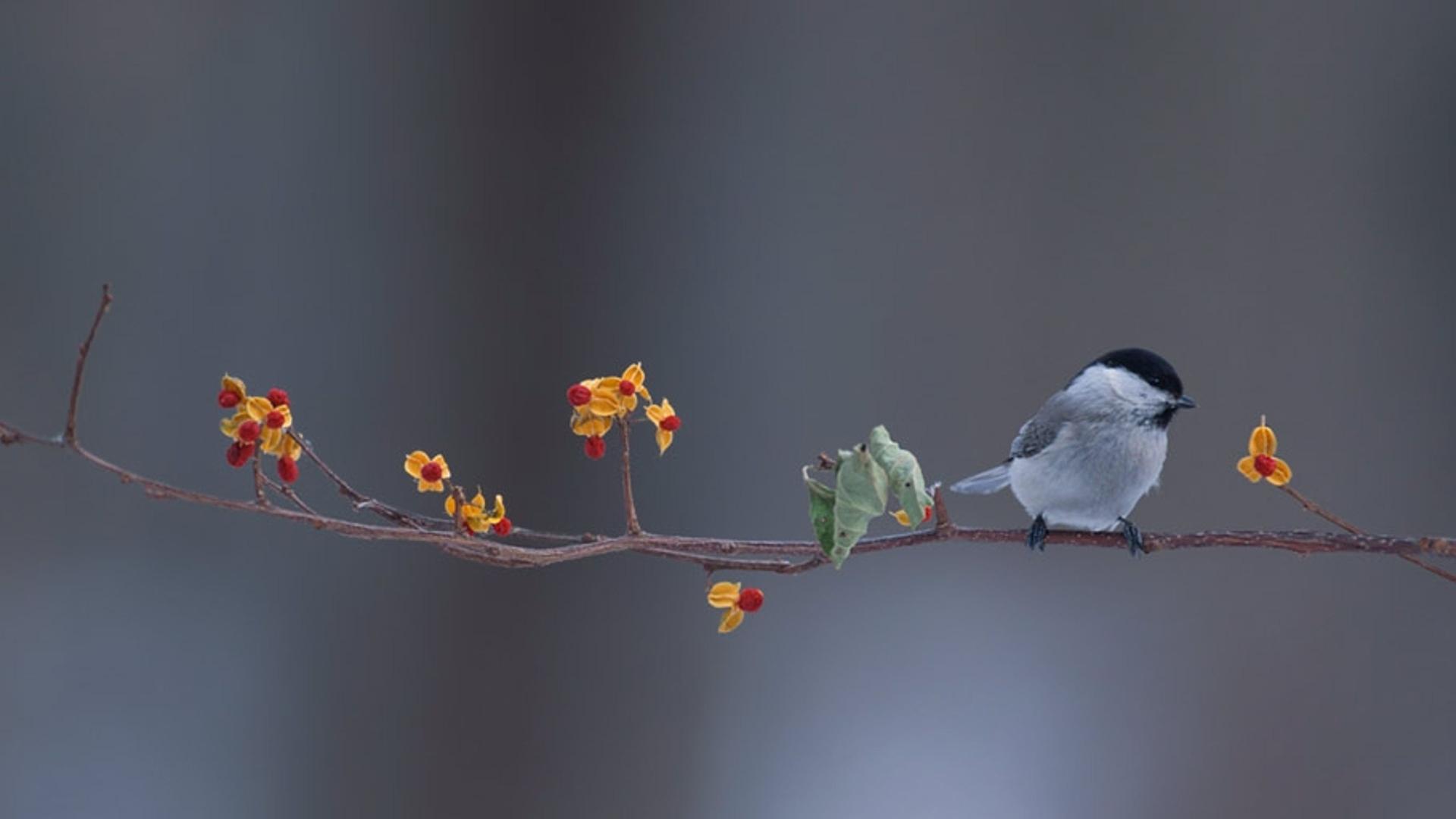 春天枝头的小鸟