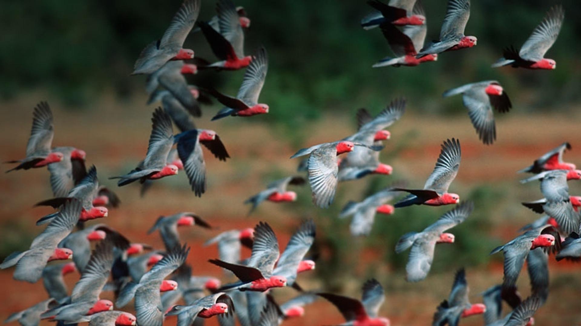 澳大利亚的玫瑰鹦鹉