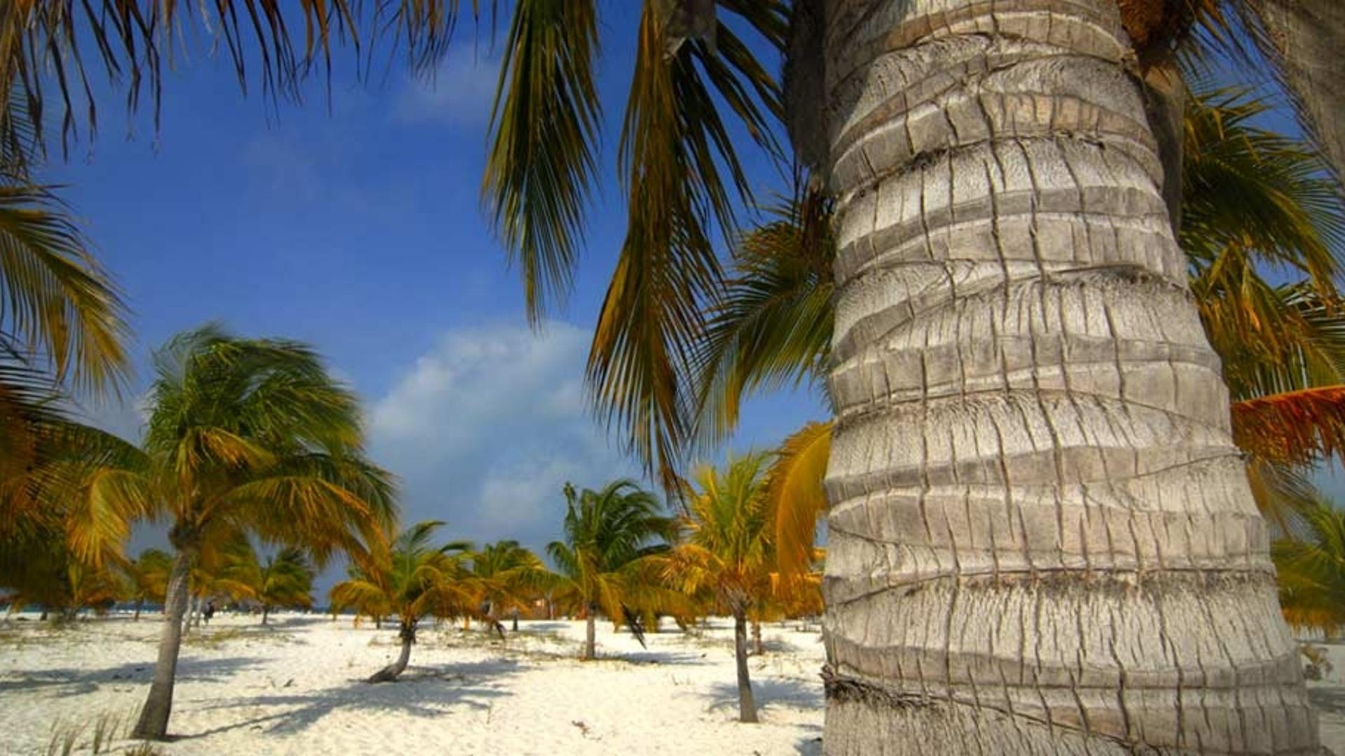 古巴南长岛的沙滩