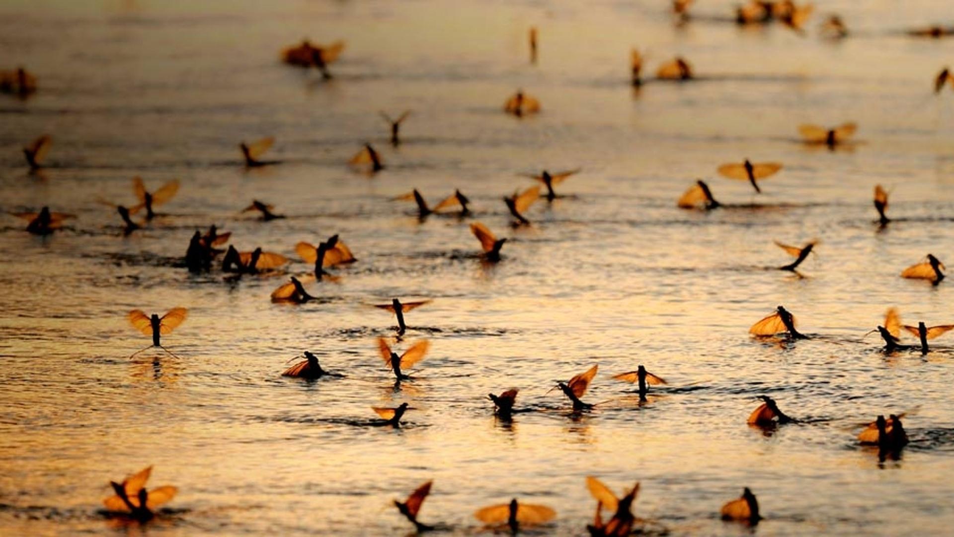 在蒂萨河孵化的长尾蝣