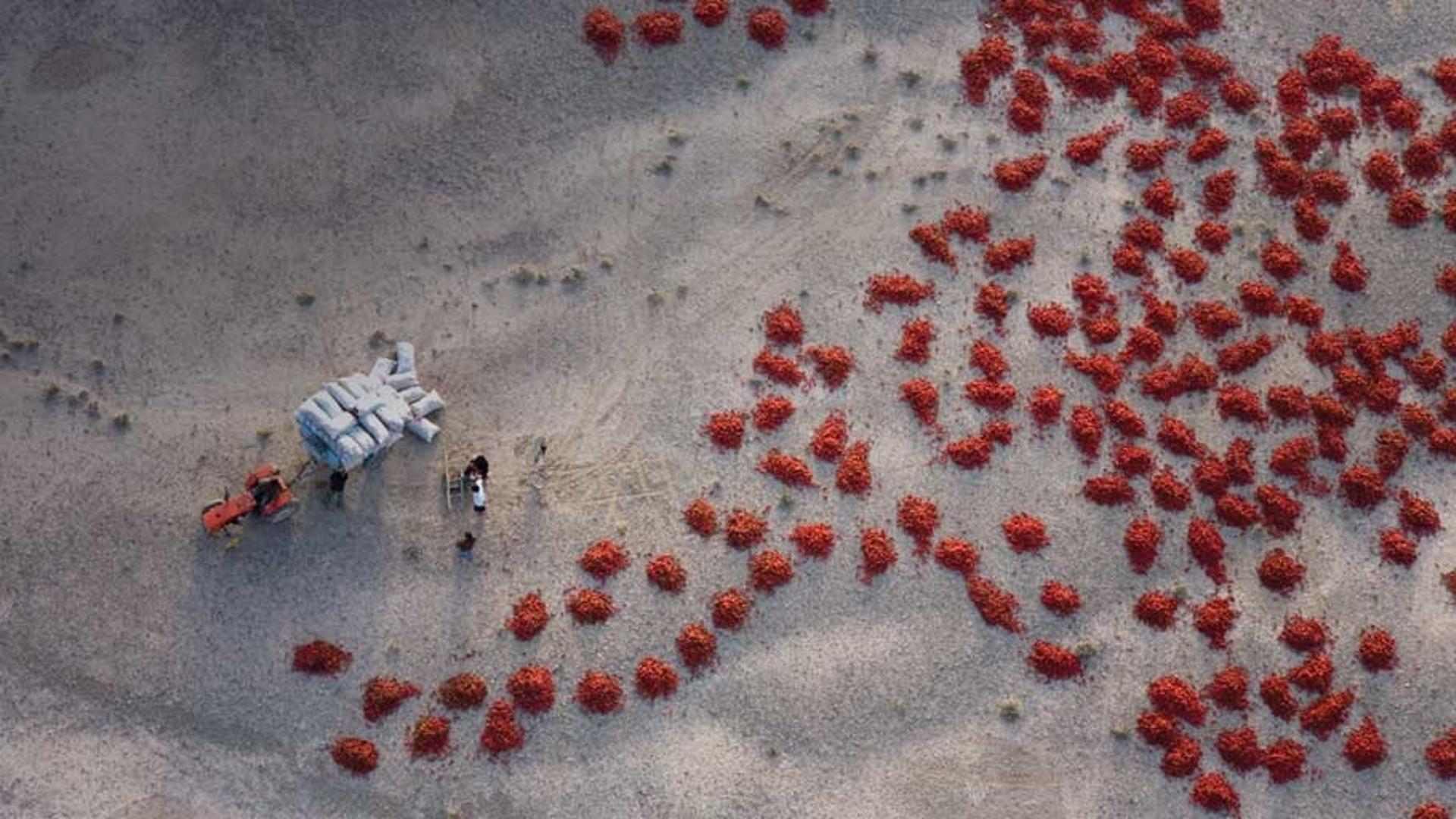 新疆的农民在晒红辣椒