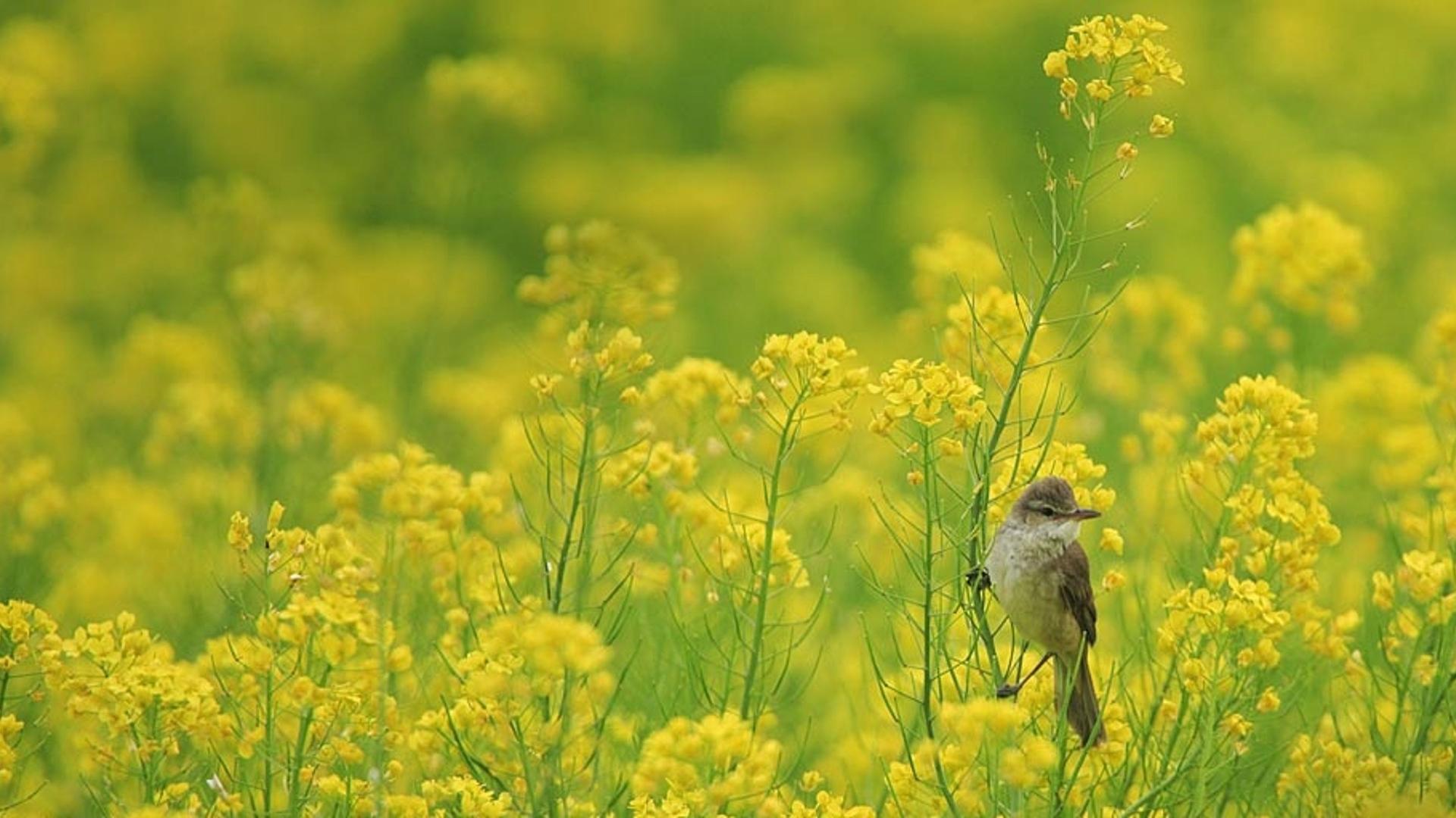 在日本长野县拍摄到的大苇莺
