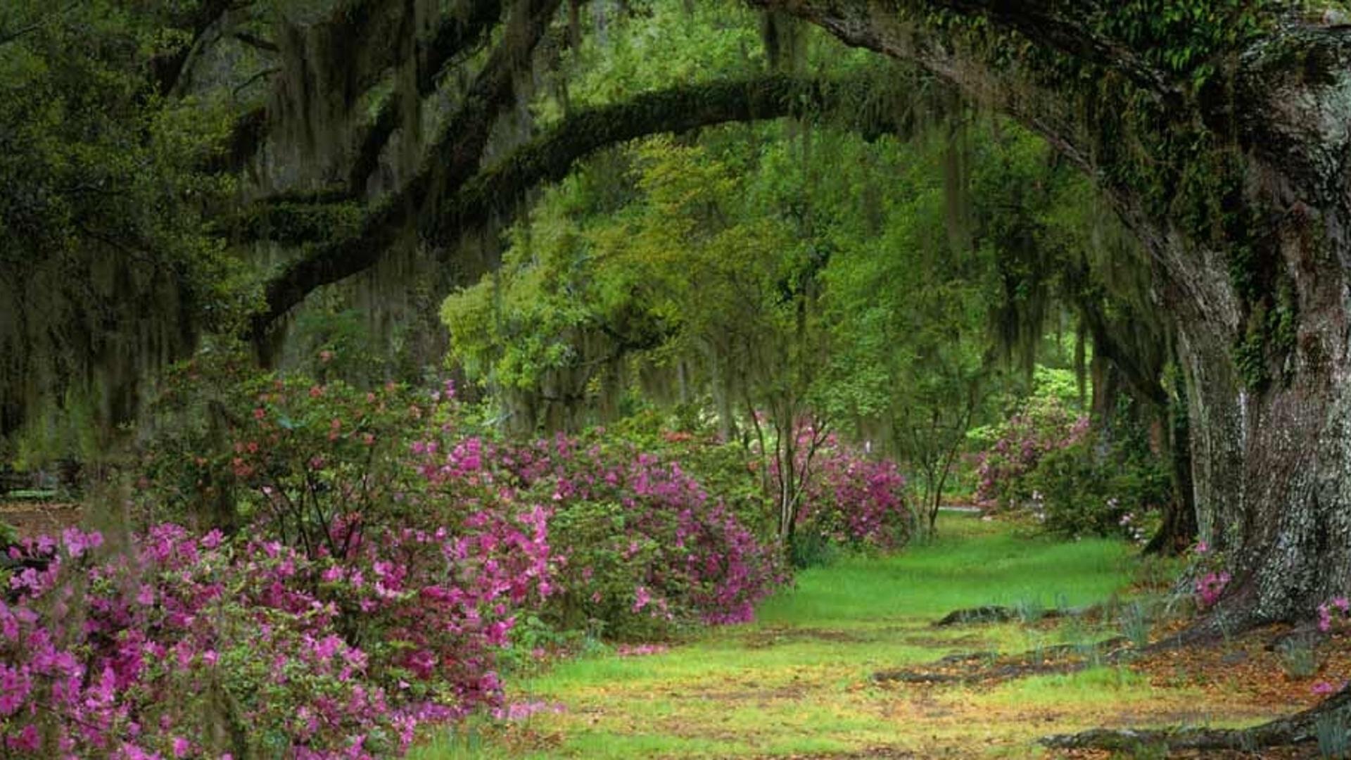美国查尔斯顿（南卡罗来纳州）的种植园和木兰园中的橡树