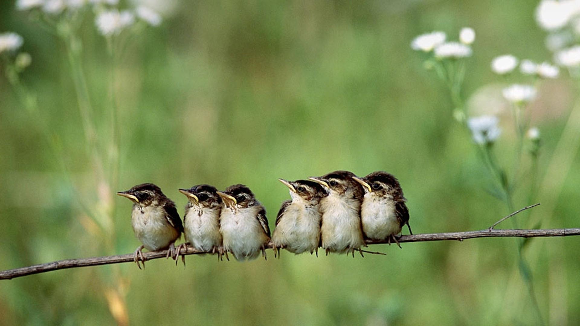 在日本北海道拍摄到的金翅雀