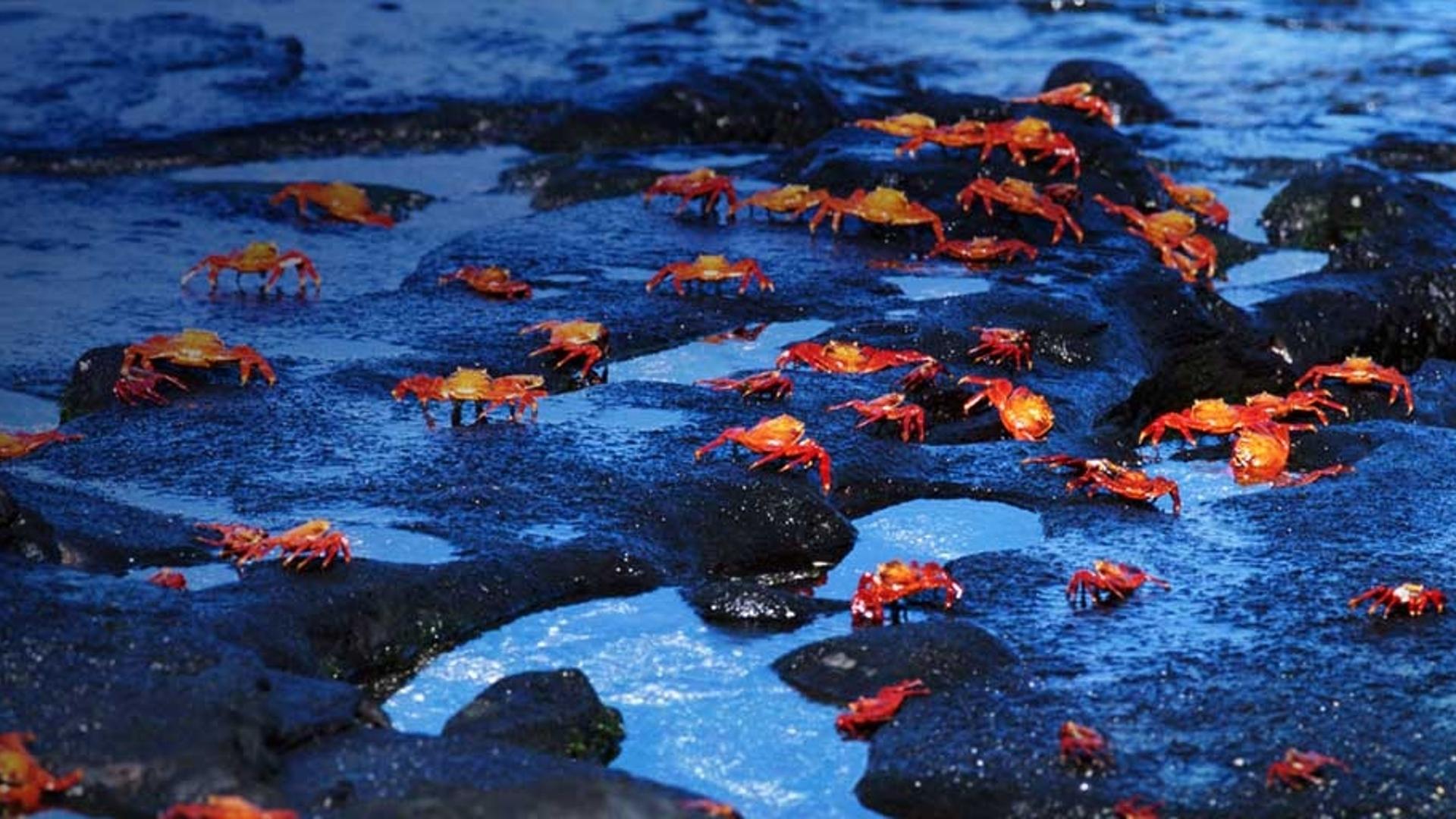 厄瓜多尔加拉帕戈斯群岛上的红蟹