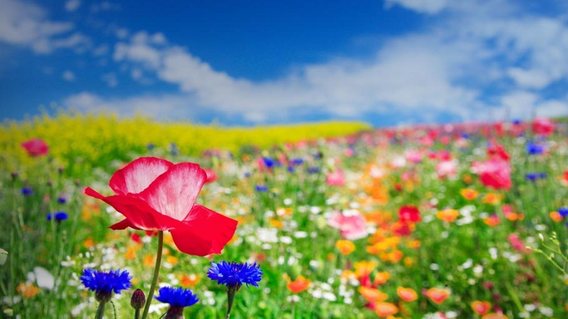 日本北海道富良野的罂粟花