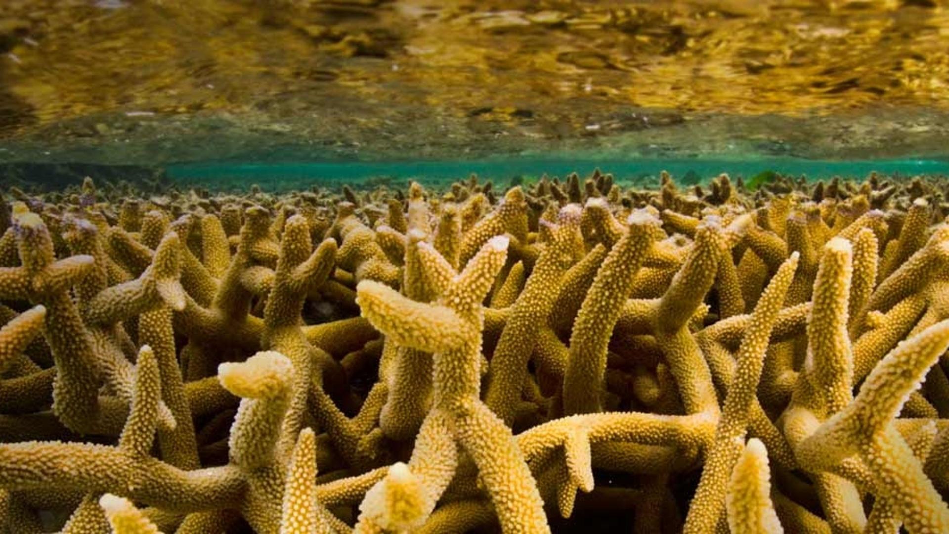 大堡礁的鹿角珊瑚