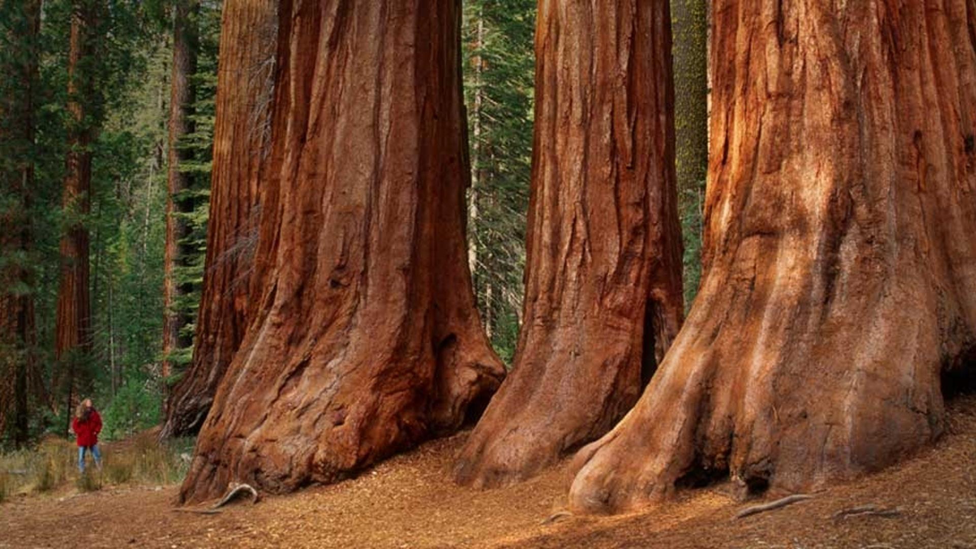 加州约塞米蒂国家公园的巨杉