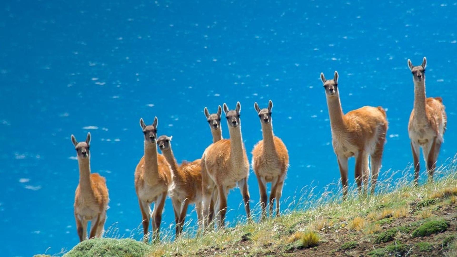 智利百内国家公园的原驼