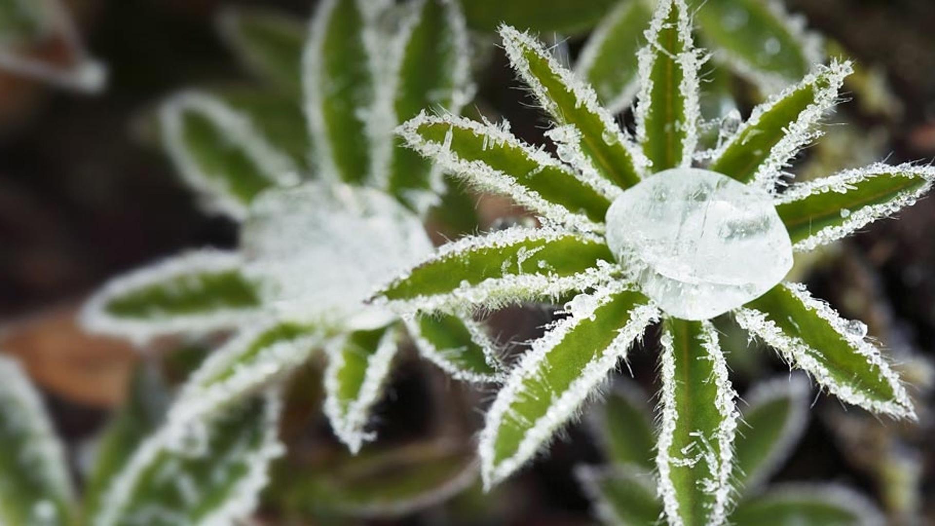 羽扇豆叶子上的白霜和冰冻露珠