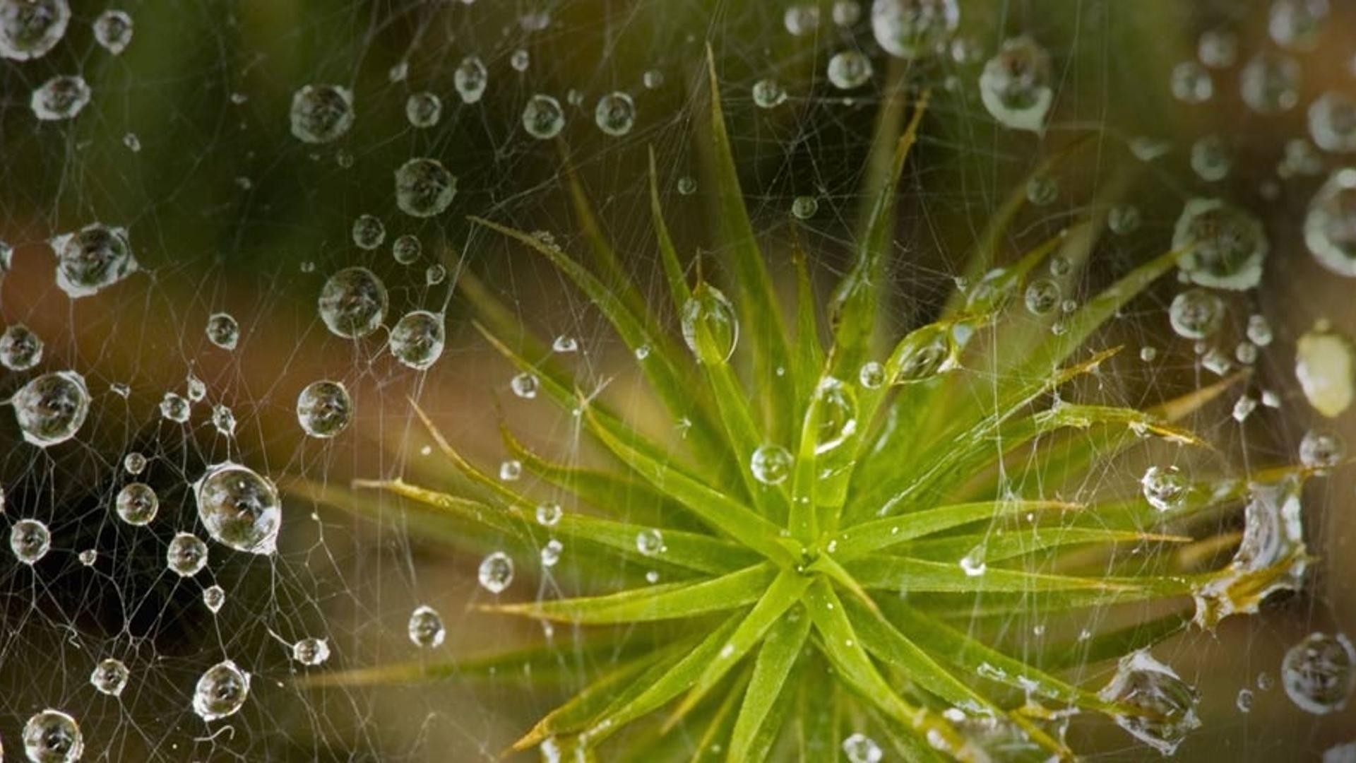 挂着雨珠的草蜘蛛网