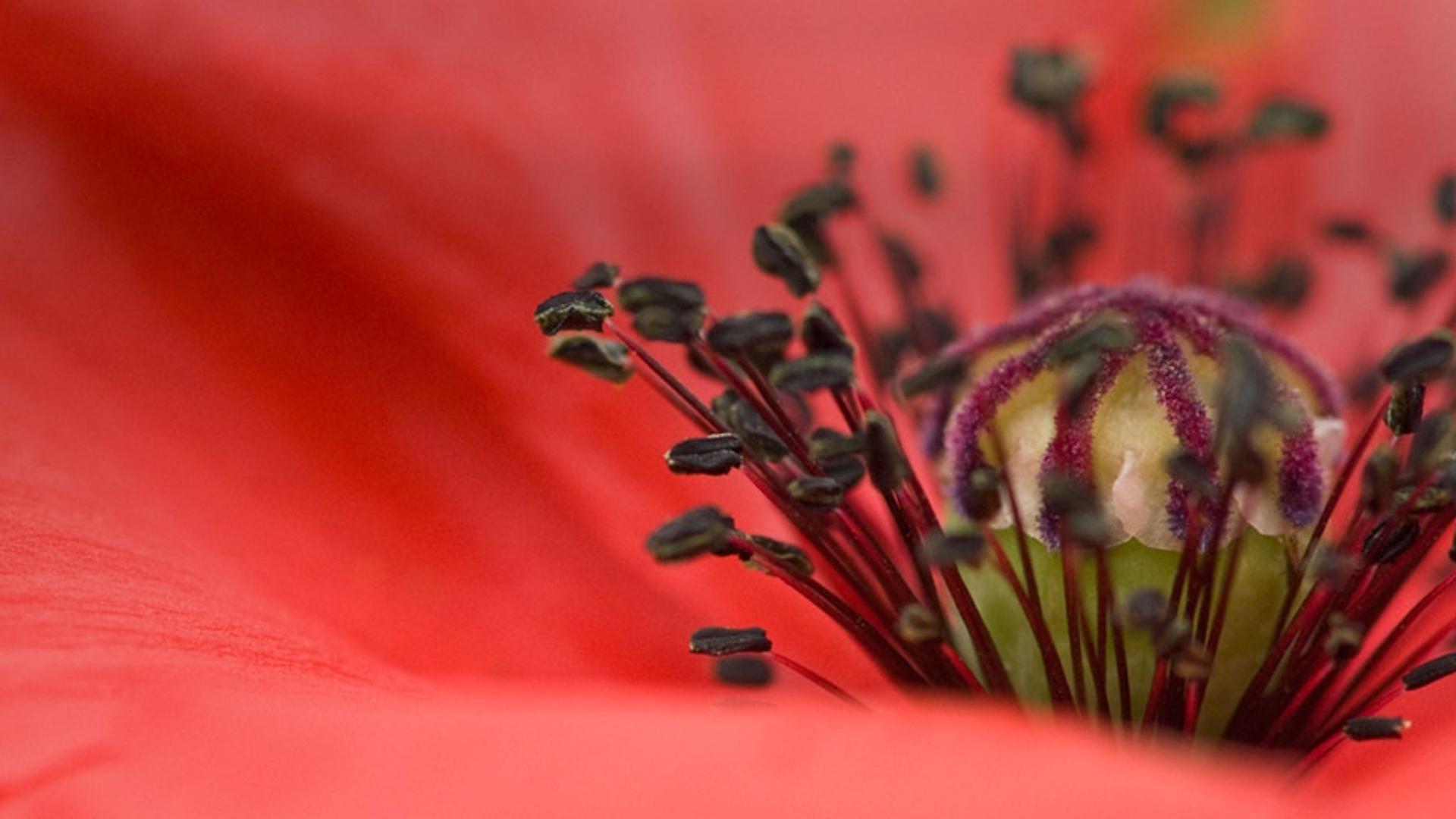 红色罂粟花特写