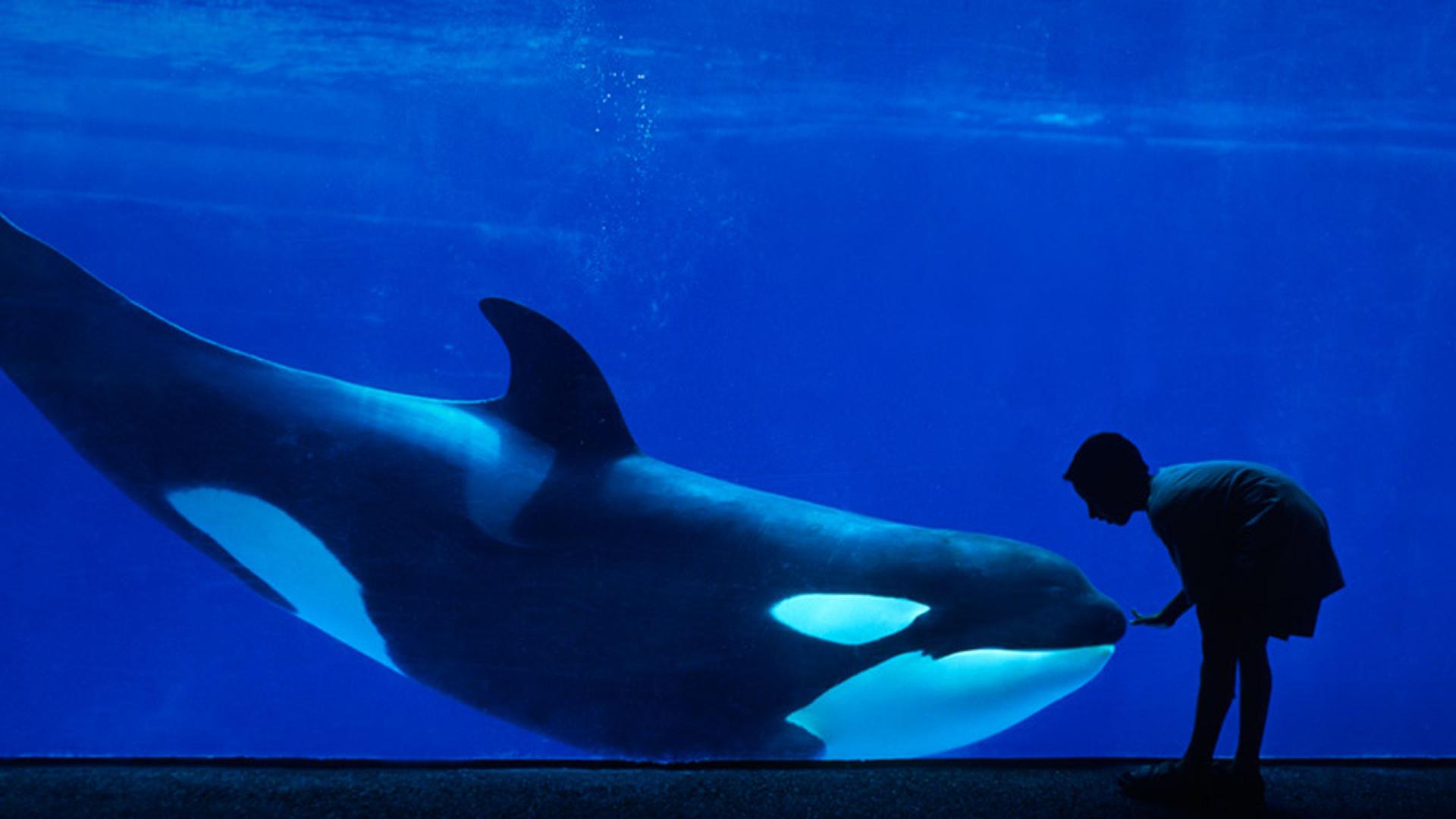 加州圣地亚哥海洋世界的虎鲸