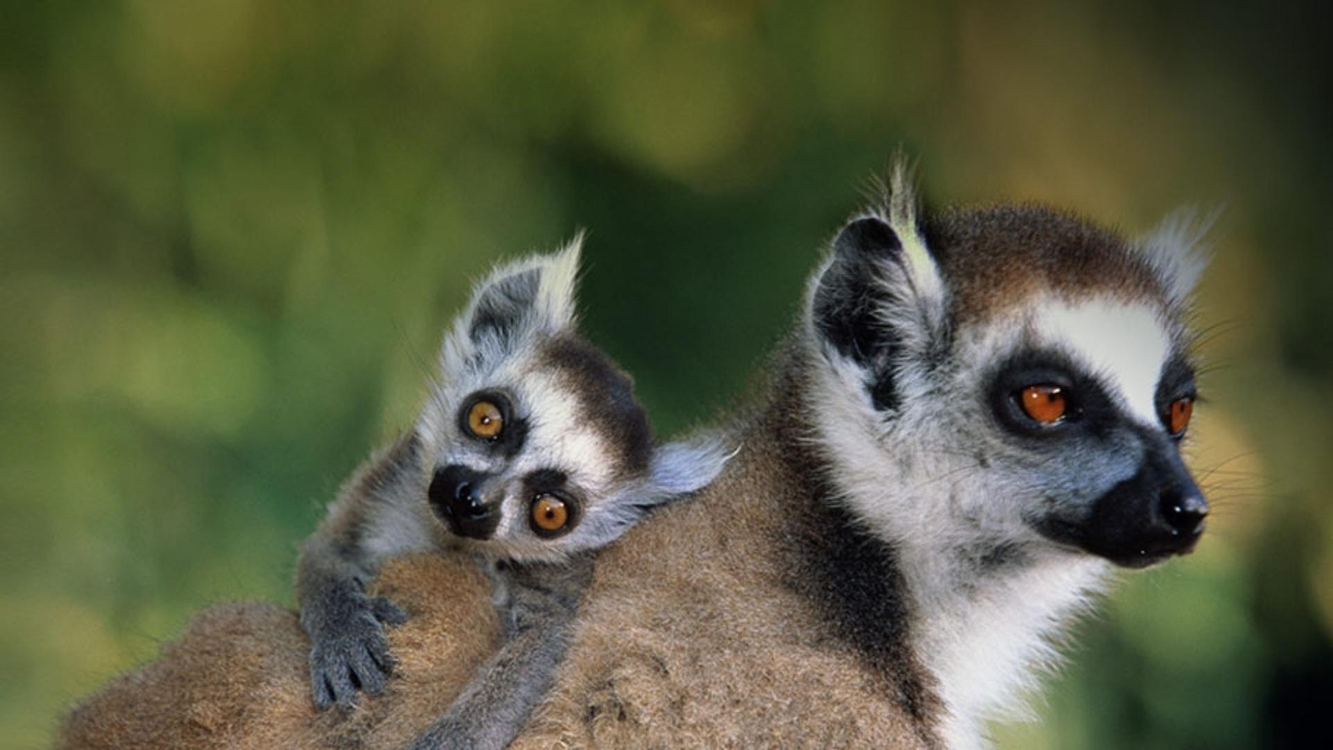 环尾狐猴与它的孩子