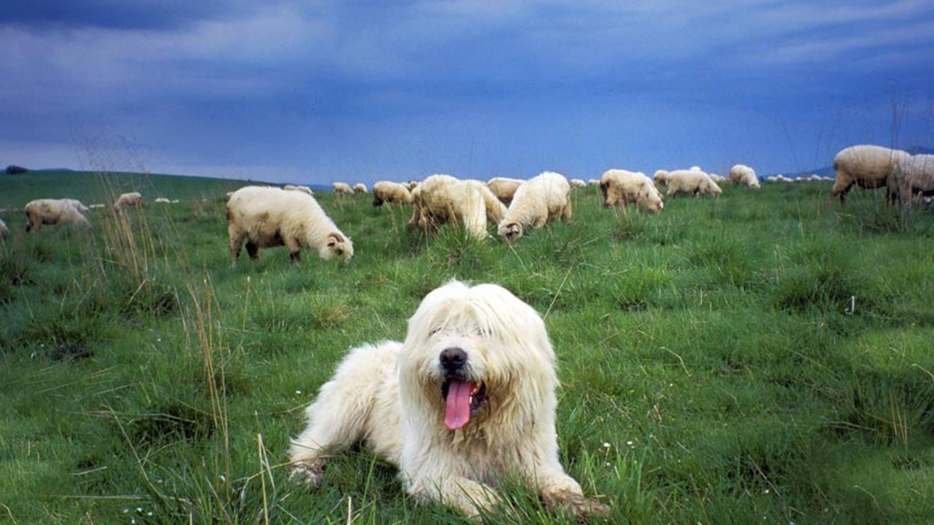 波兰山上正在看守羊群的牧羊犬