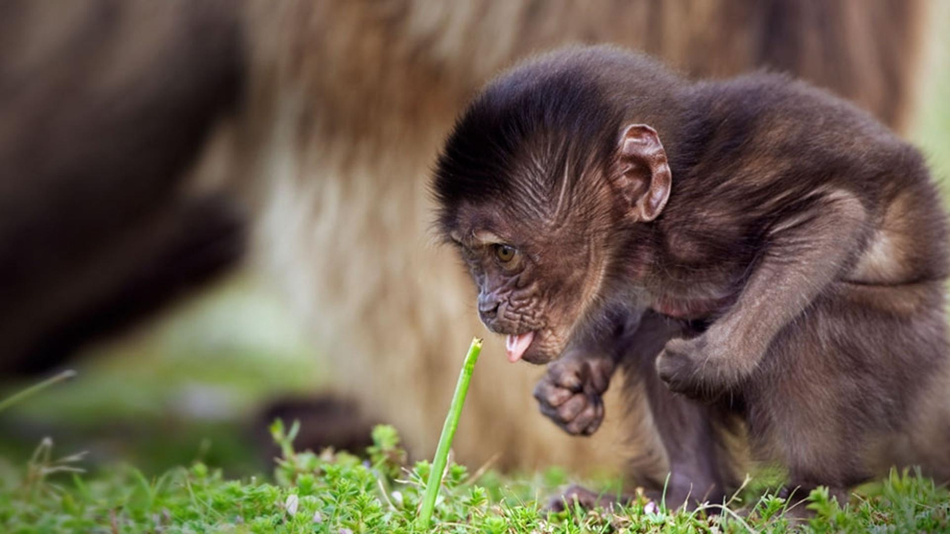 埃塞俄比亚瑟门山国家公园的小狒狒