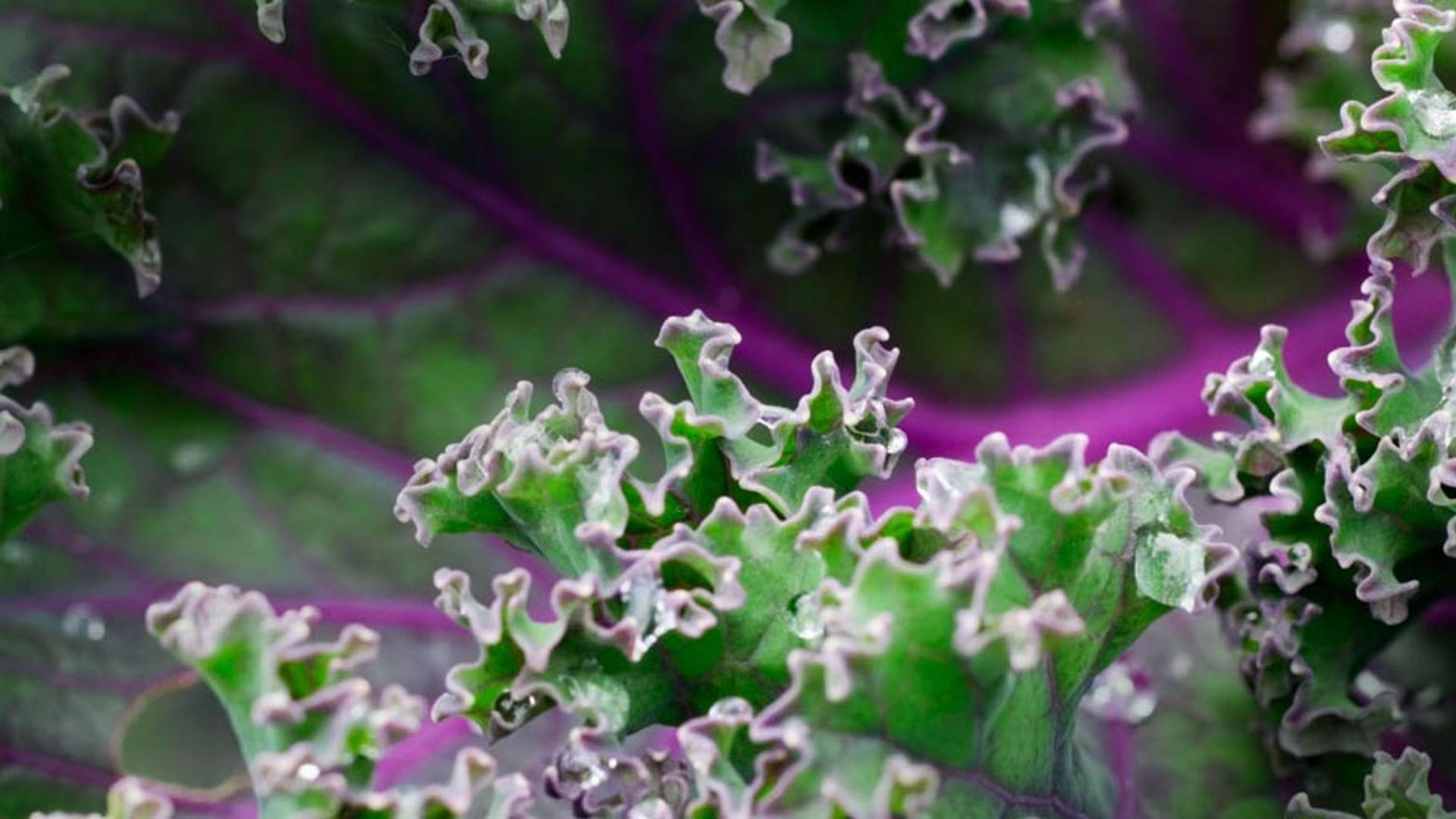 卷曲的羽衣甘蓝