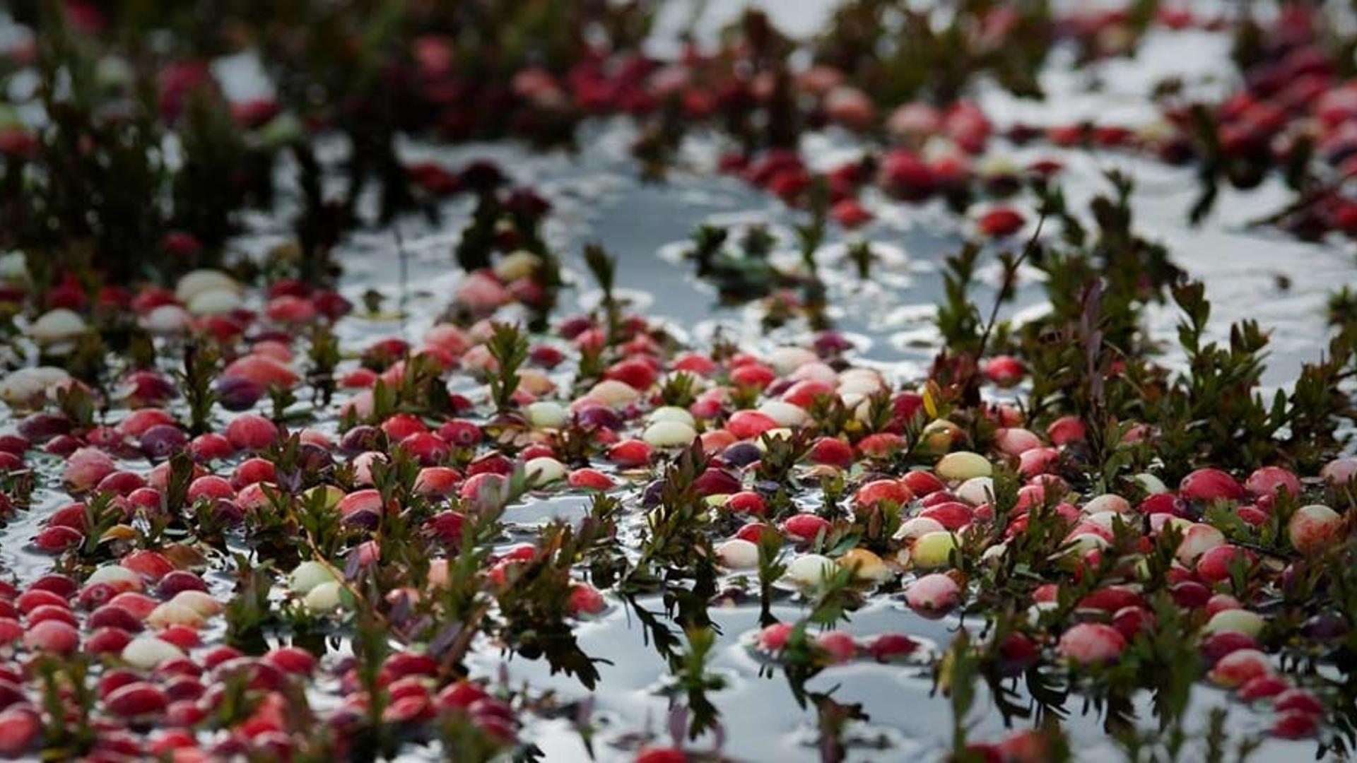 马萨诸塞州漂浮在水面上的红莓