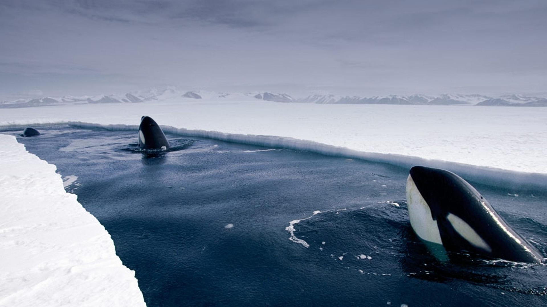 南极洲附近浮窥的虎鲸