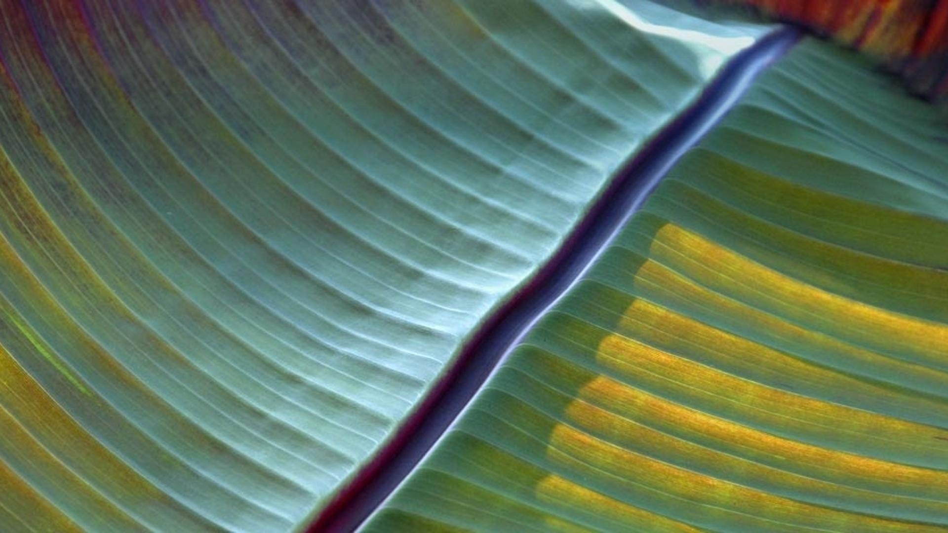 德国小岛的香蕉叶特写