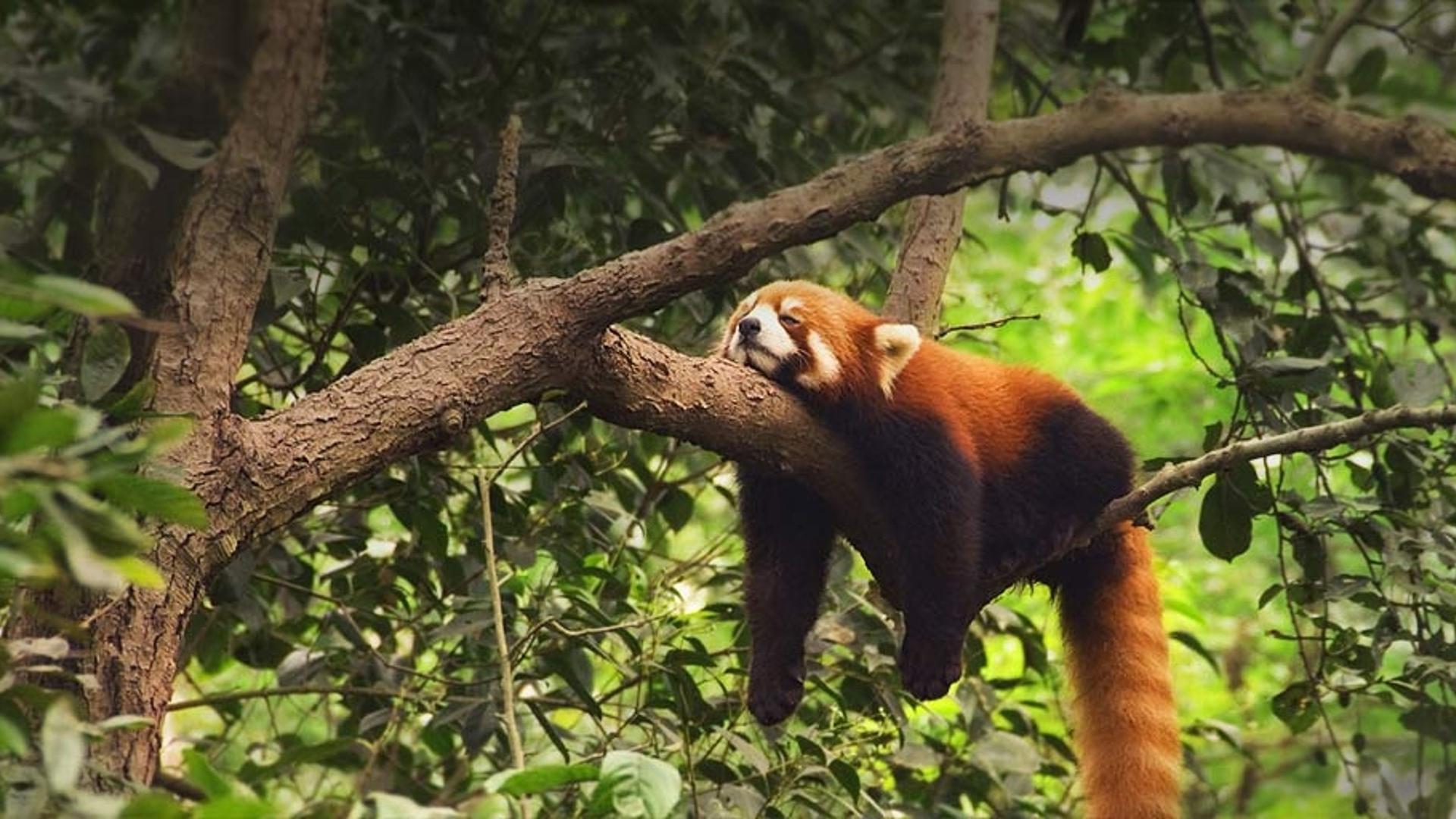 中国成都保护区内的小熊猫