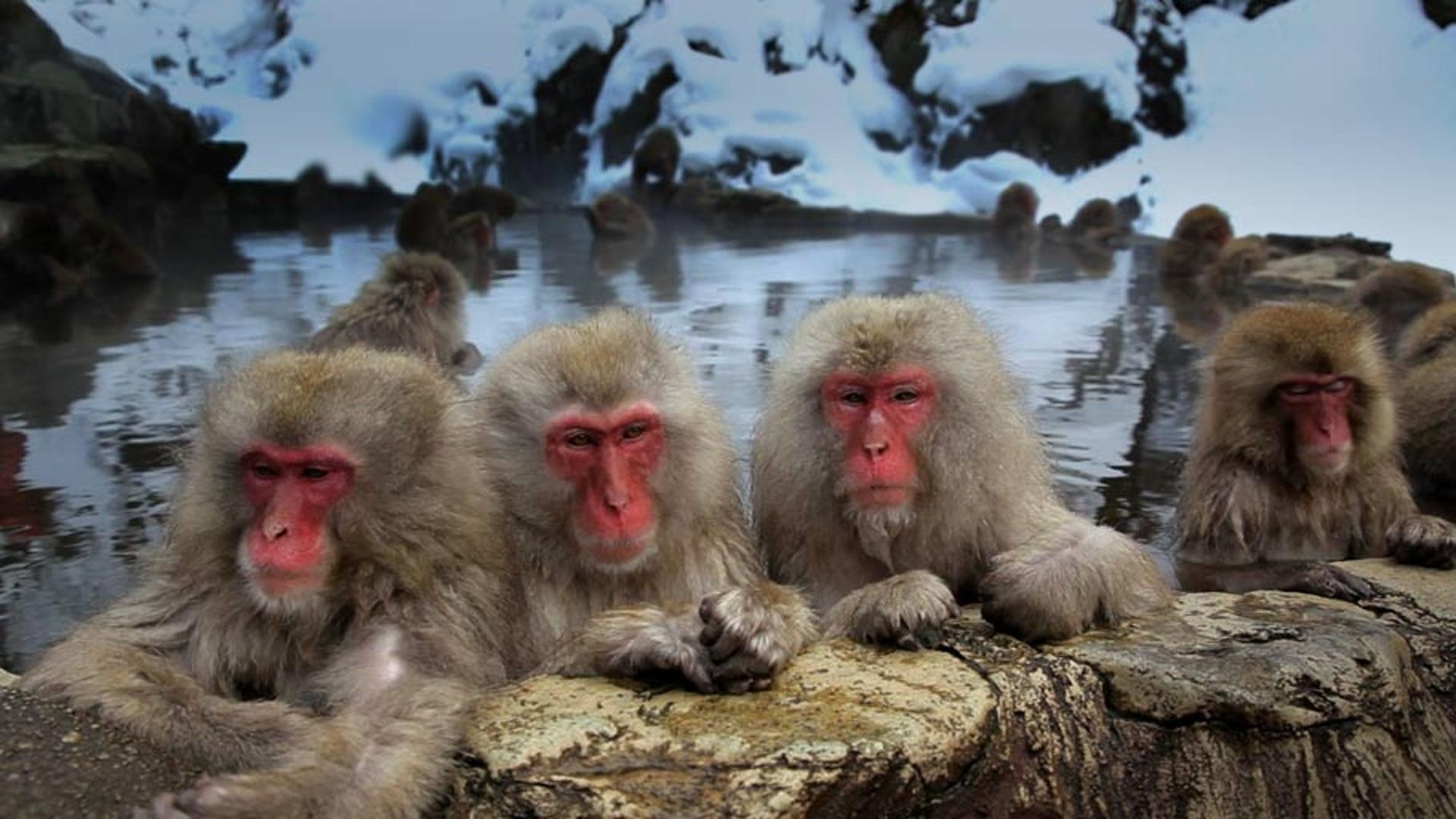 日本地狱谷温泉内的日本猕猴