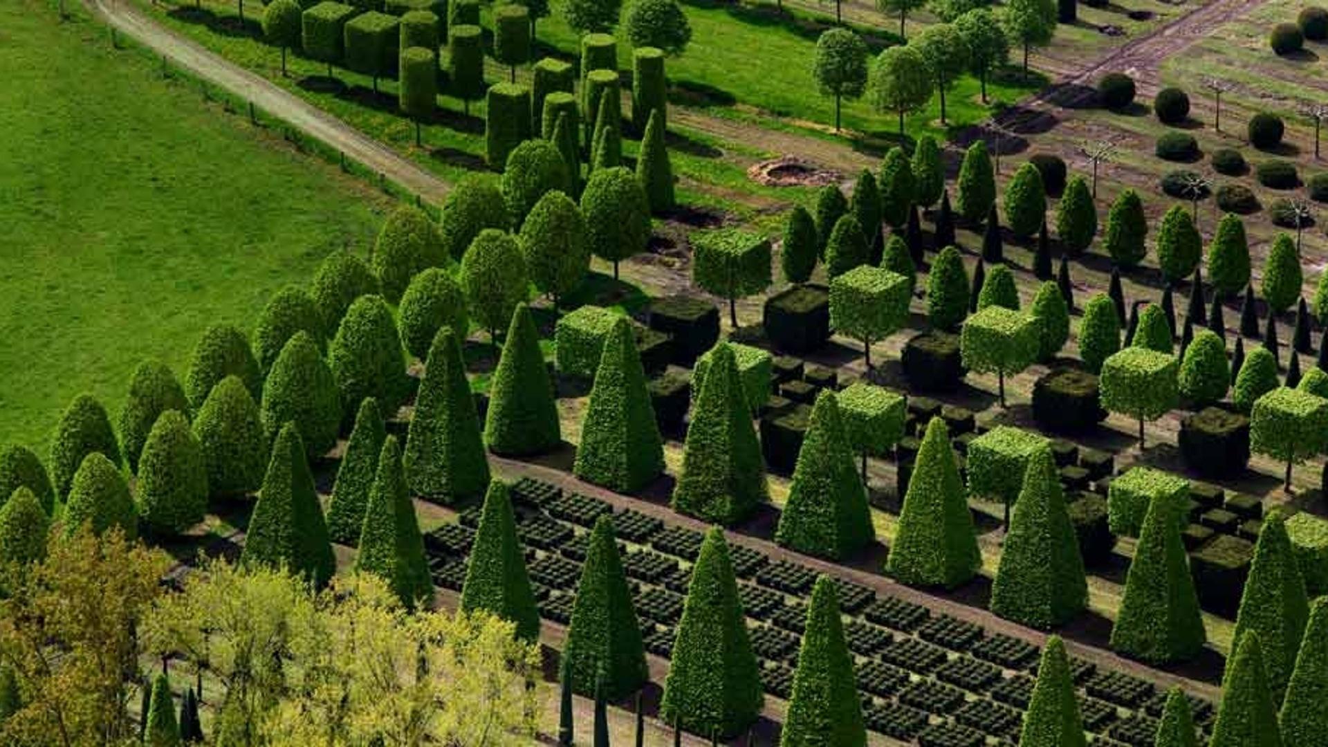 德国利尔几何修剪的树木园区