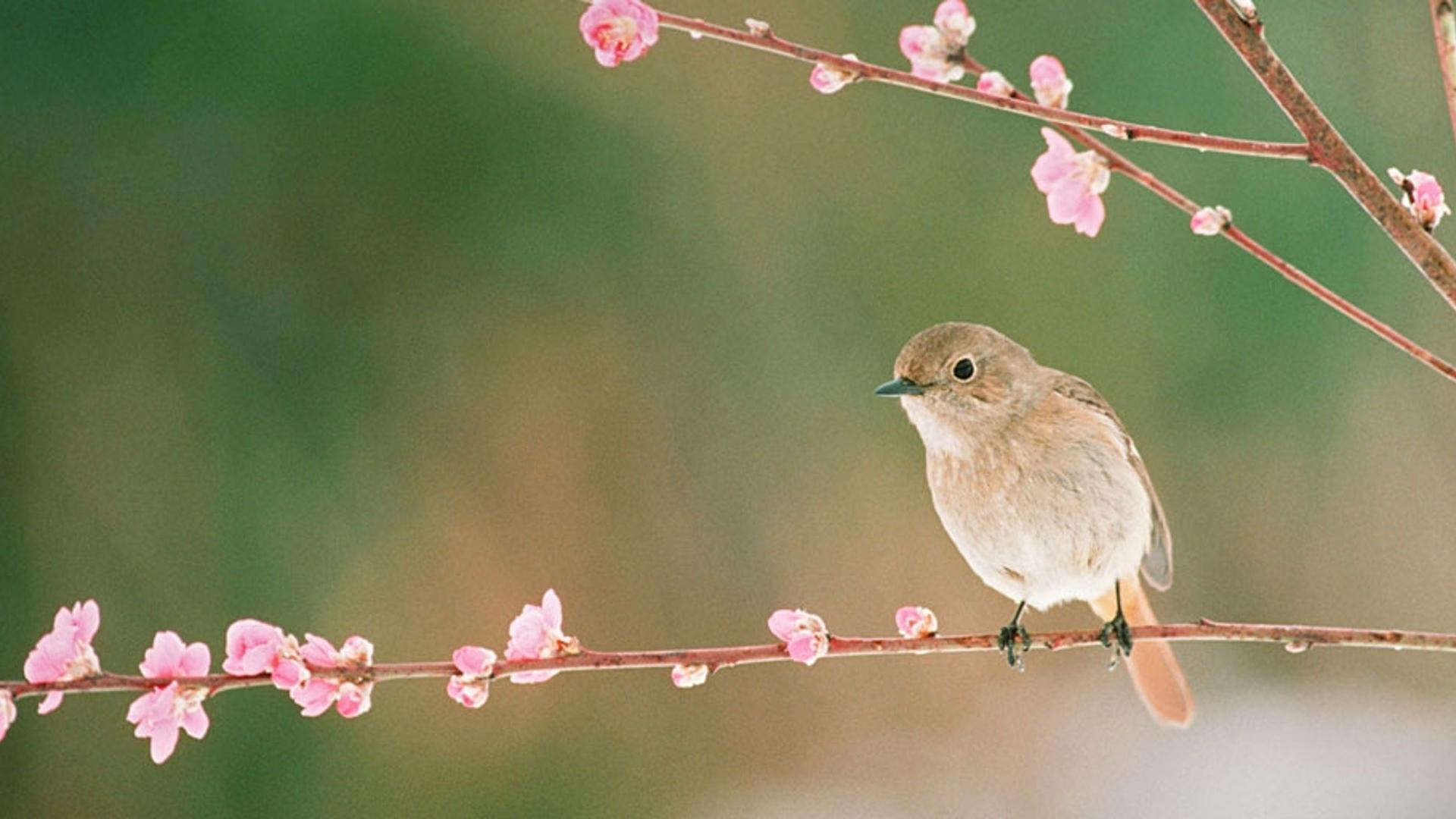 桃花枝上的小鸟