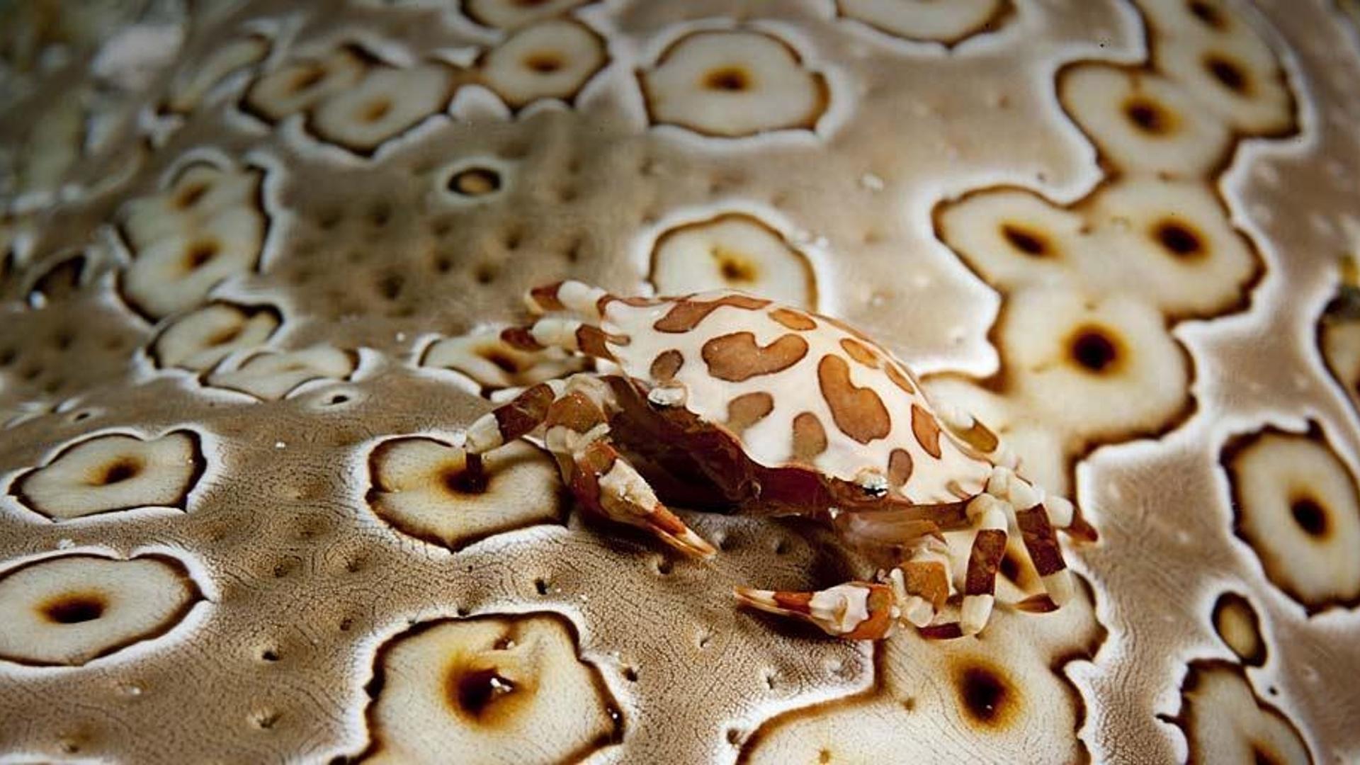 海参背上的圆球光背蟹