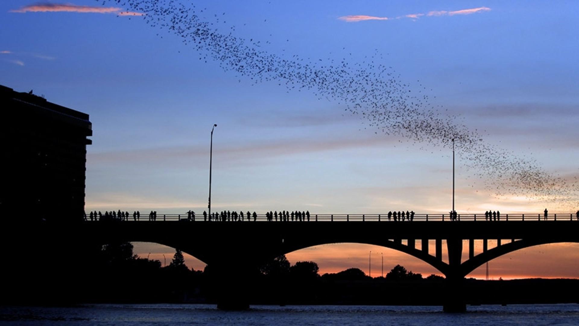 德克萨斯州奥斯汀上空的墨西哥无尾蝙蝠