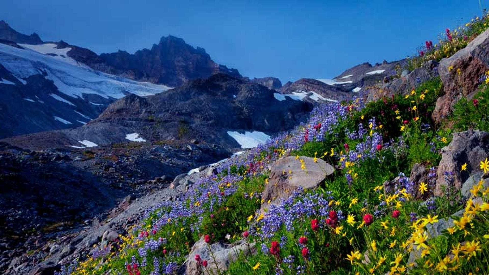 华盛顿州雷尼尔山国家公园
