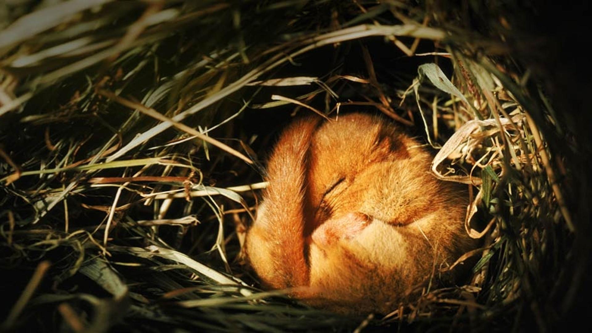 紧紧蜷缩在巢内冬眠的榛睡鼠