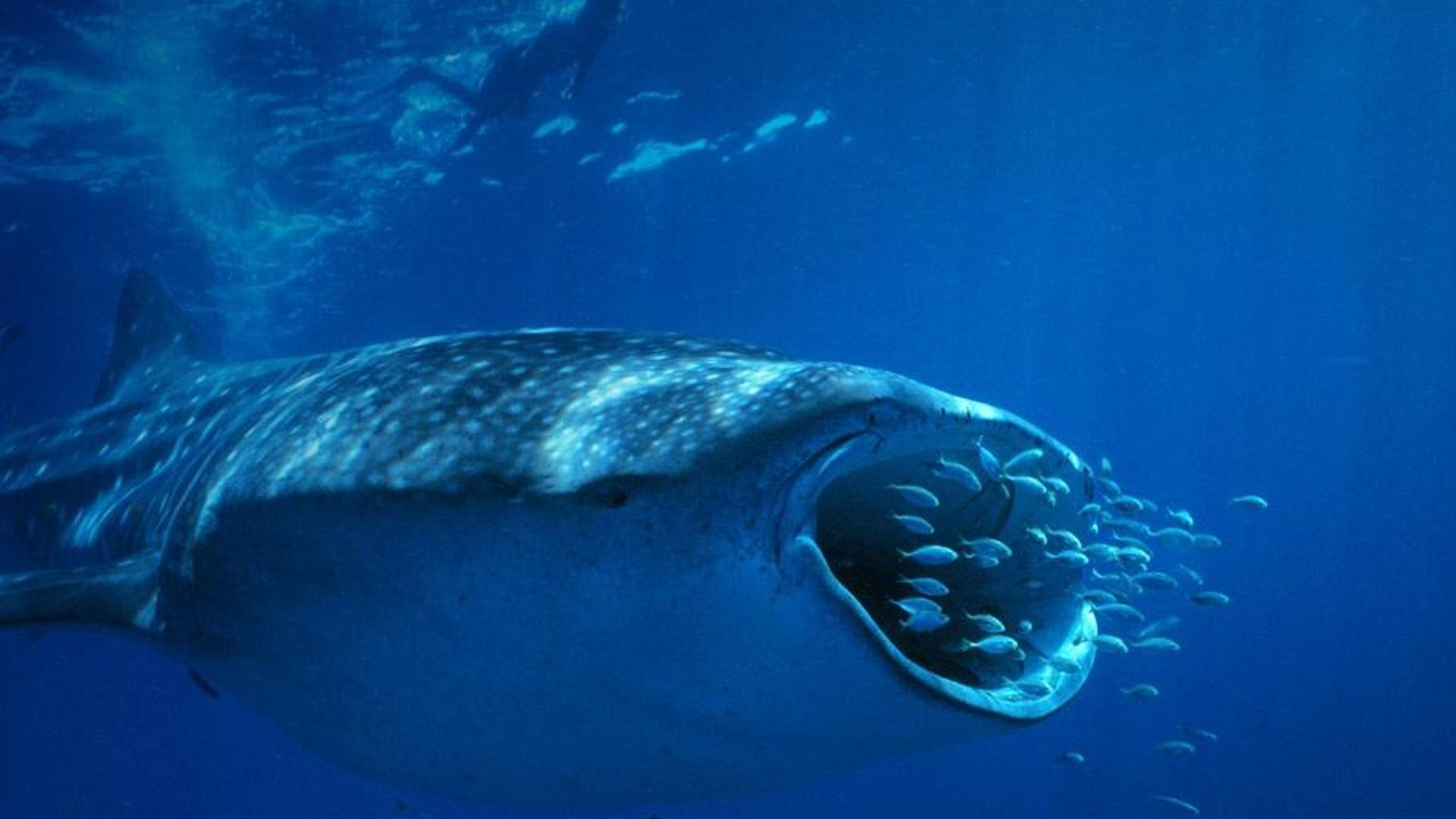 澳大利亚宁格鲁礁的鲸鲨