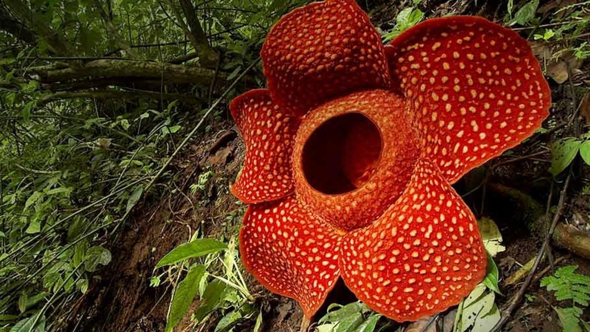 印尼西苏门答腊的大王花