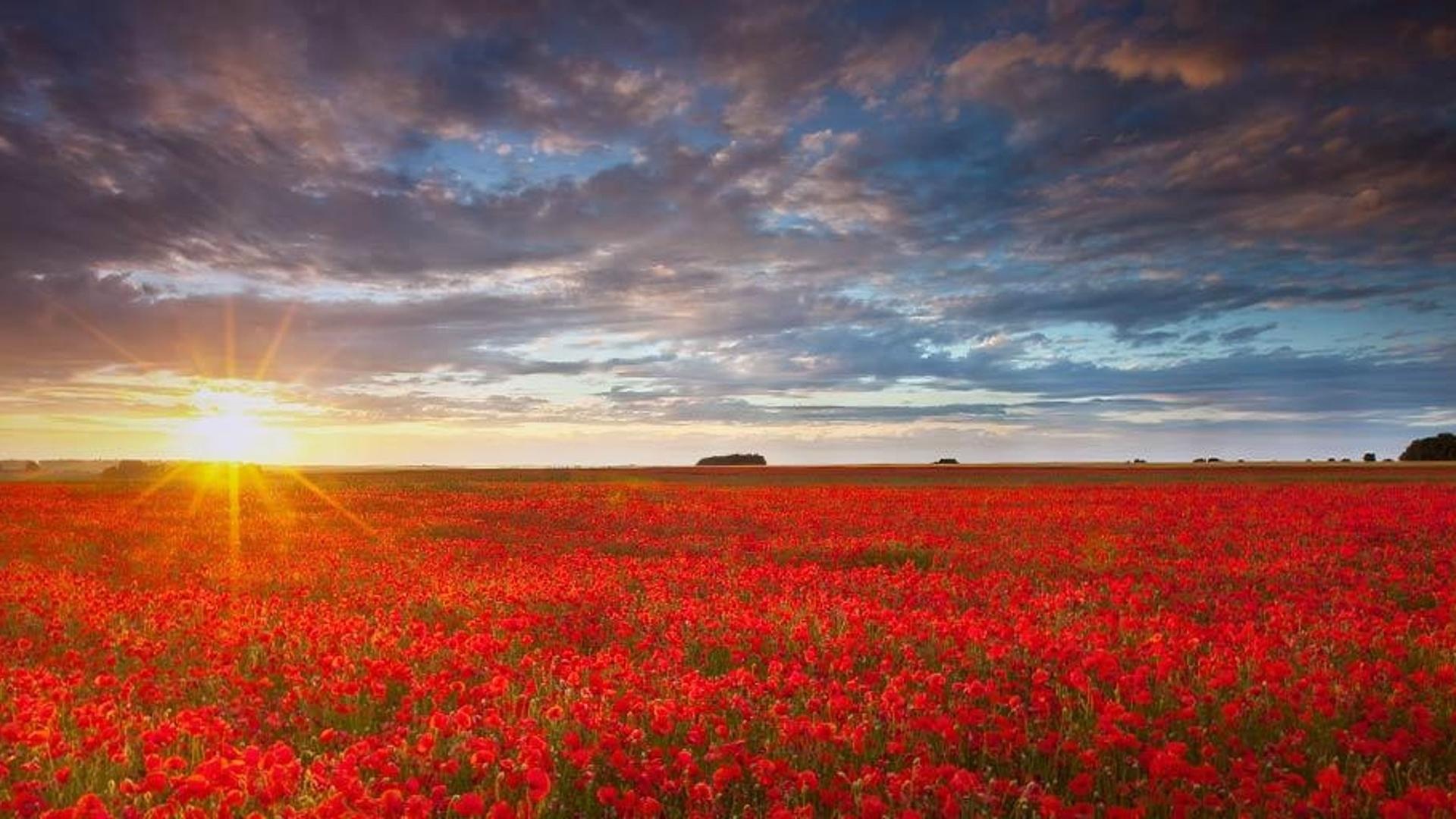 夕阳照耀下的罂粟花海