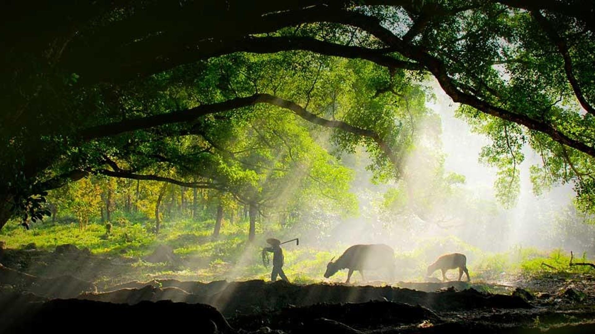 带着耕牛前去工作的农夫