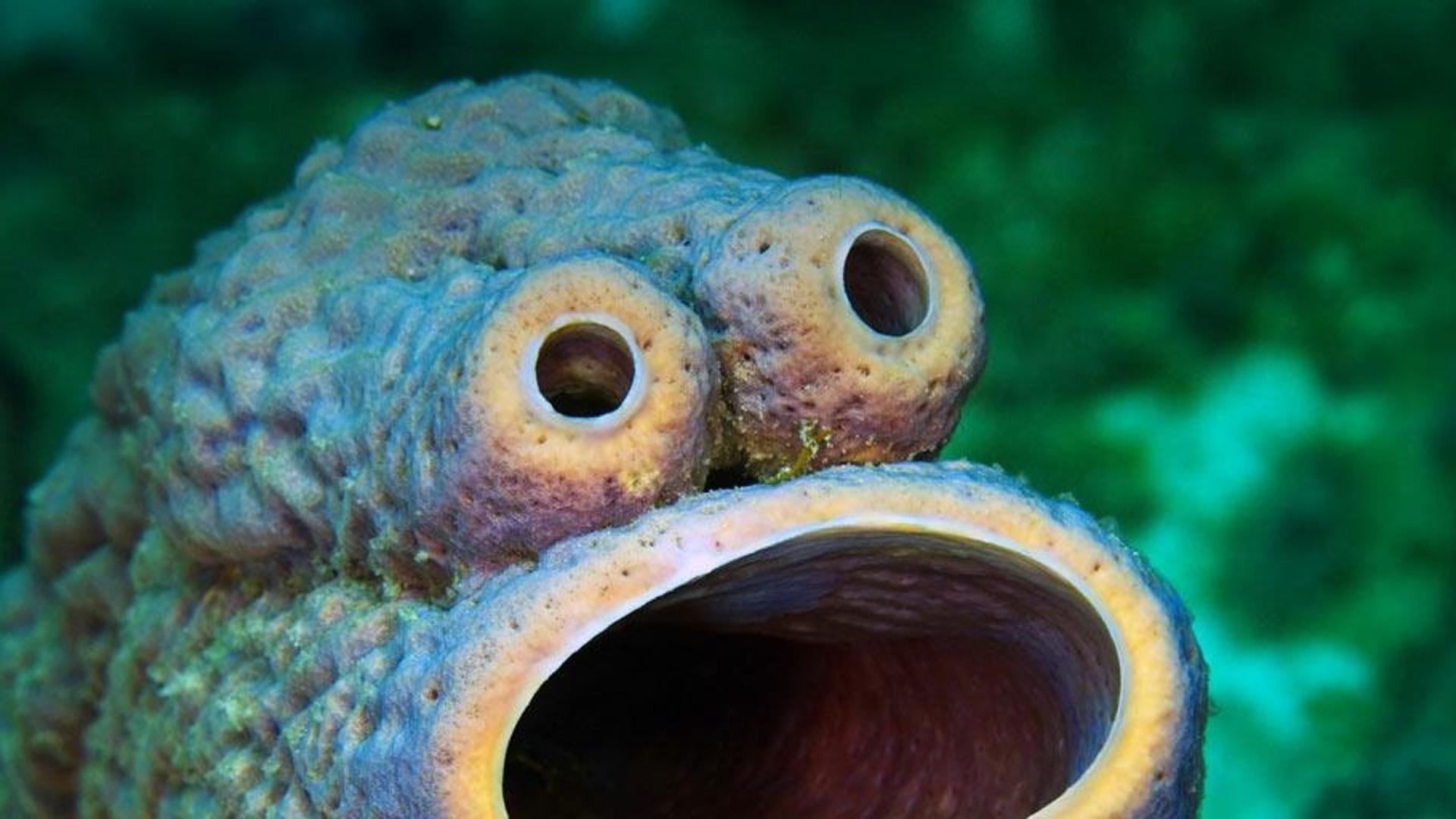 炉管海绵形成的天然脸