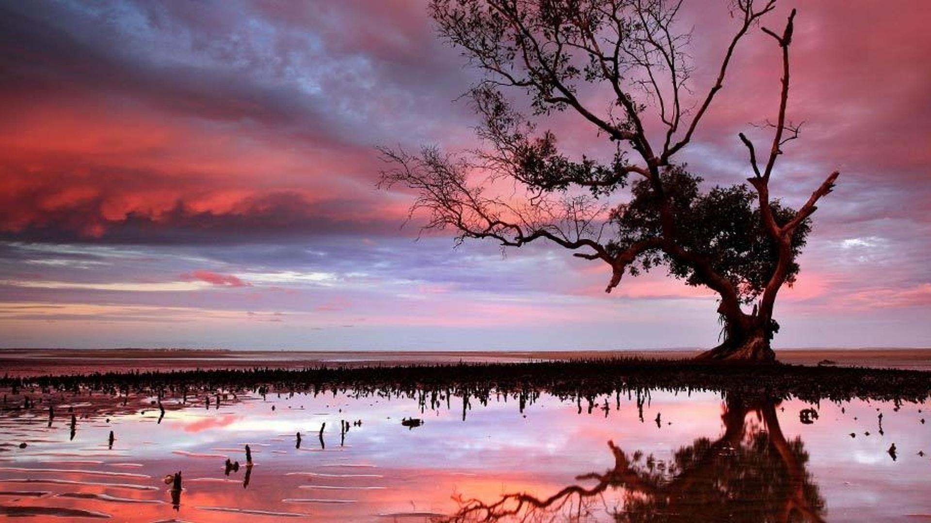 布里斯班潮汐区的红树