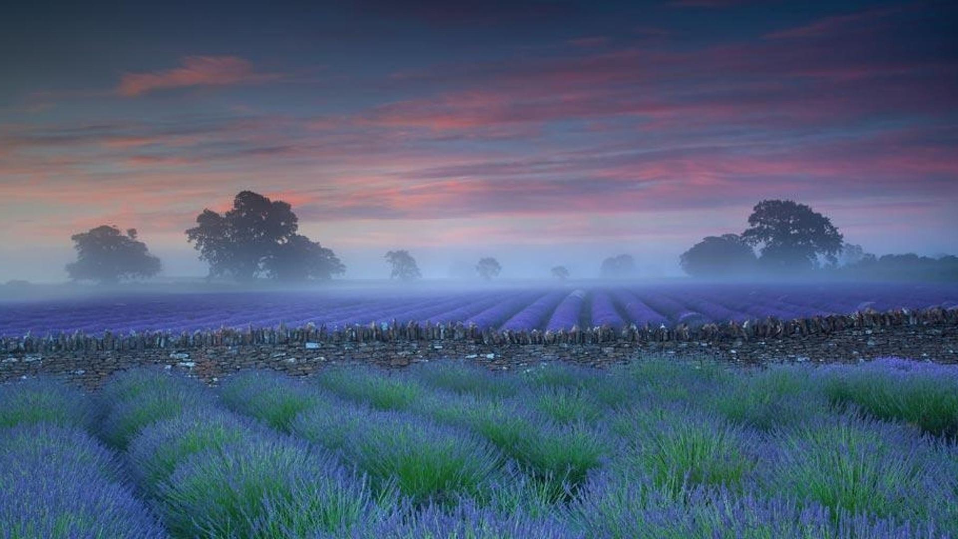 黎明时分的薰衣草花田