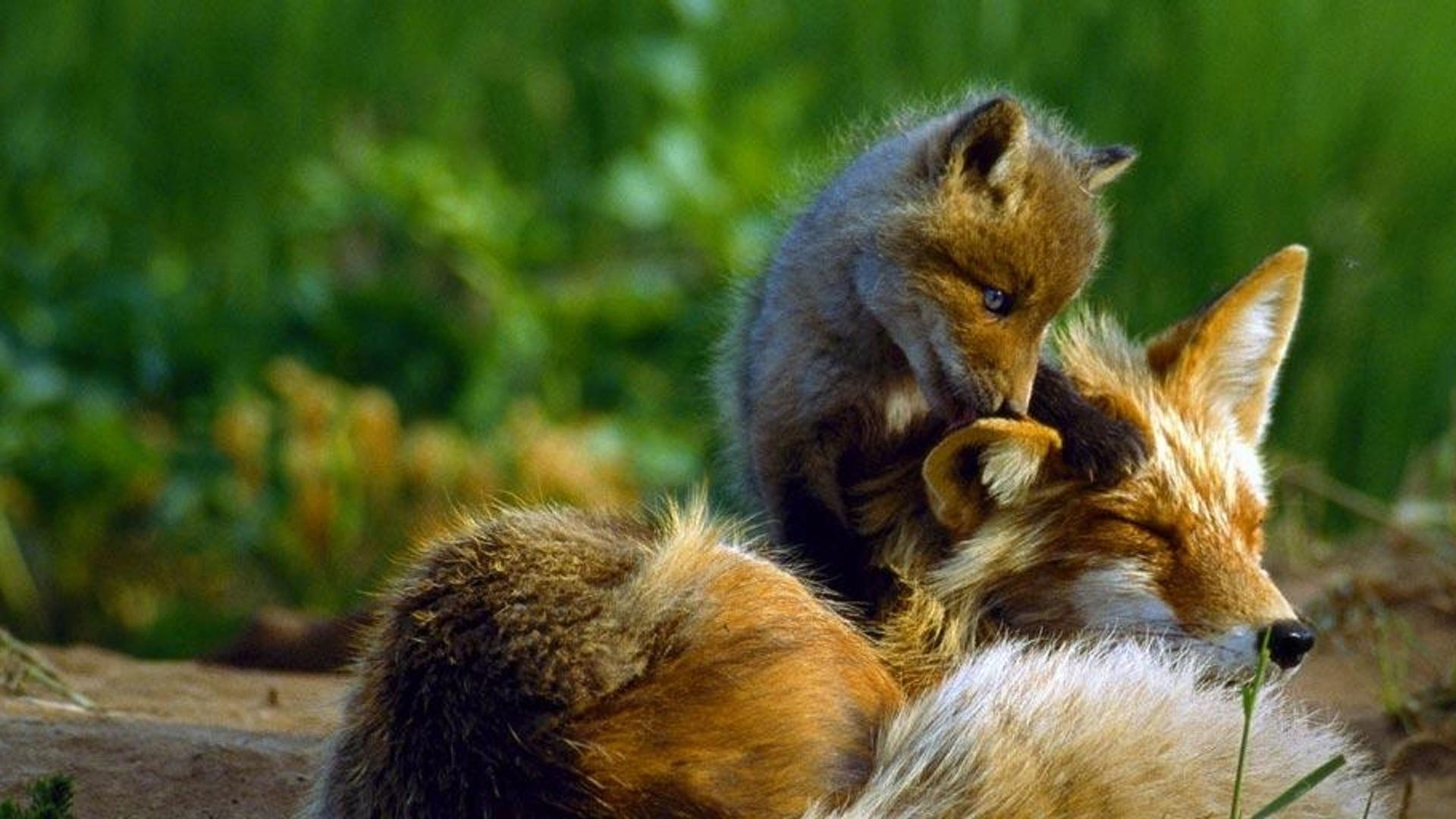 阿拉斯加州的红狐妈妈