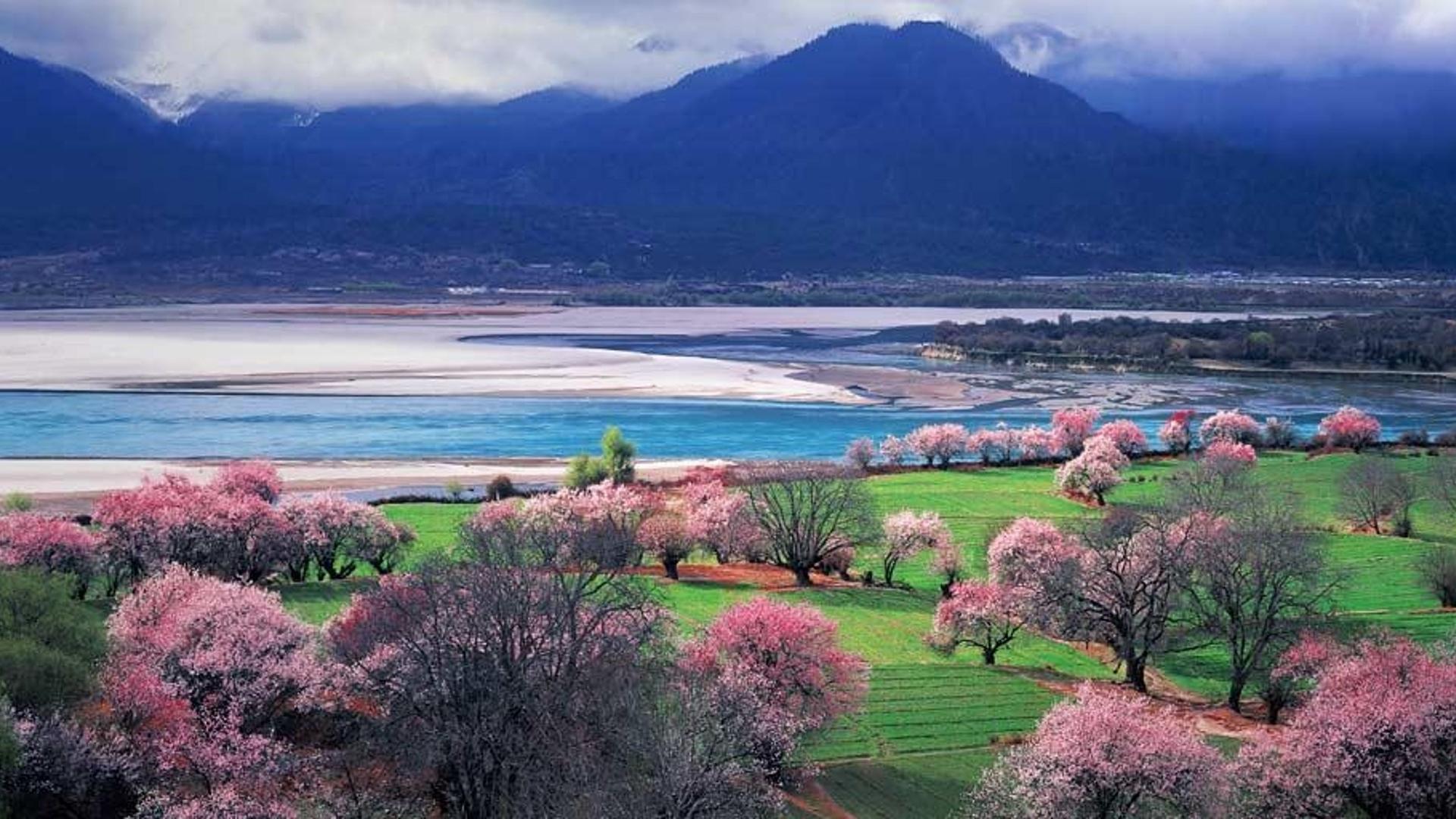 西藏林芝风景如画的花谷