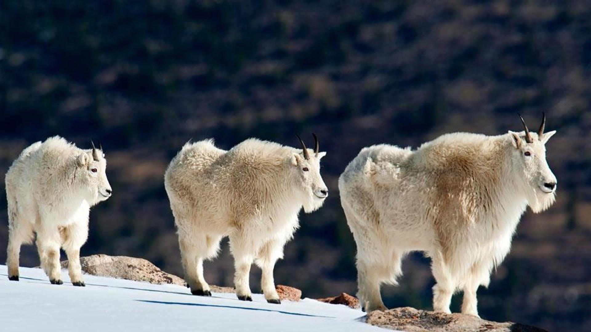 科罗拉多州落基山脉的落基山羊