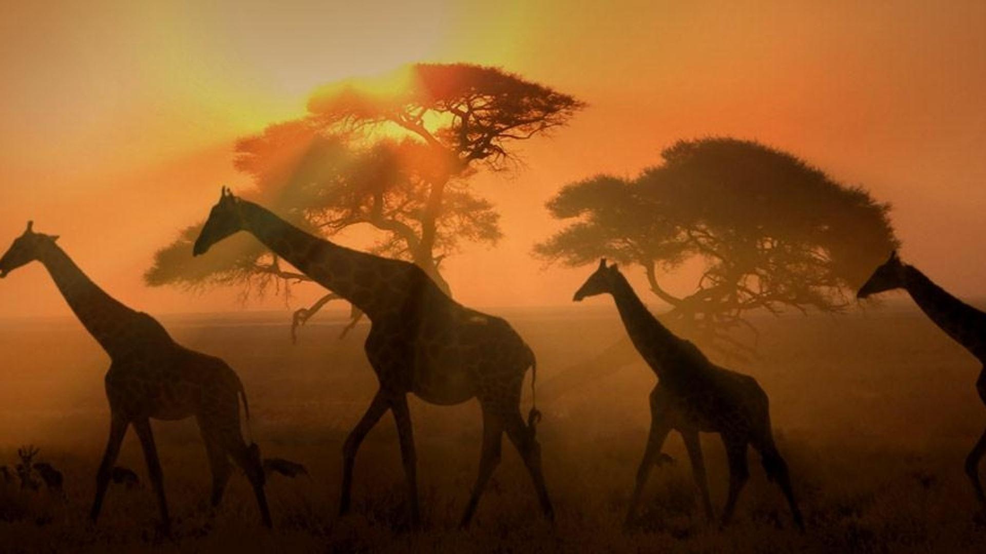 黄昏时分，纳米比亚的埃托沙国家公园内的长颈鹿