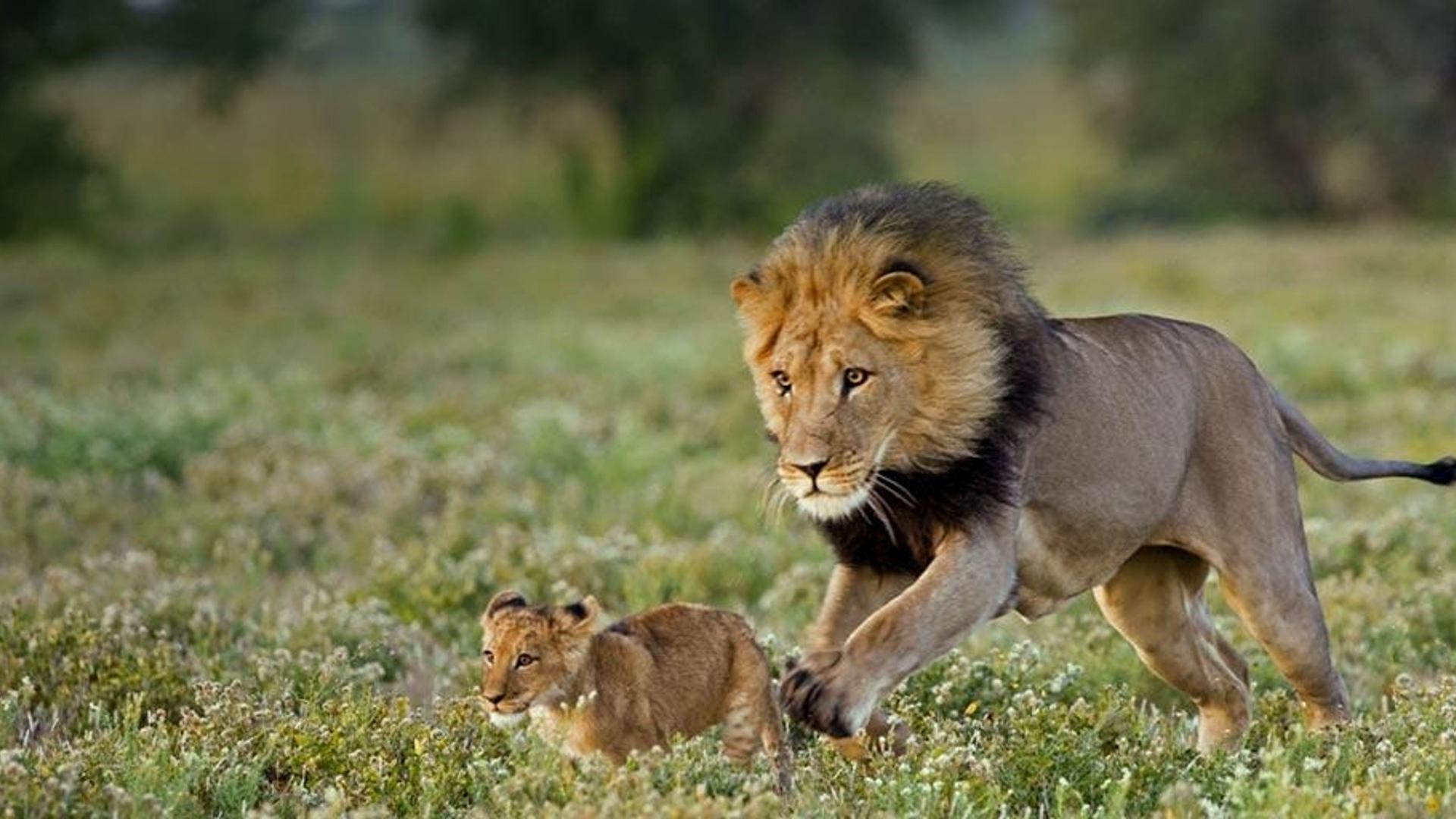 南非博茨瓦纳，雄狮与宝宝