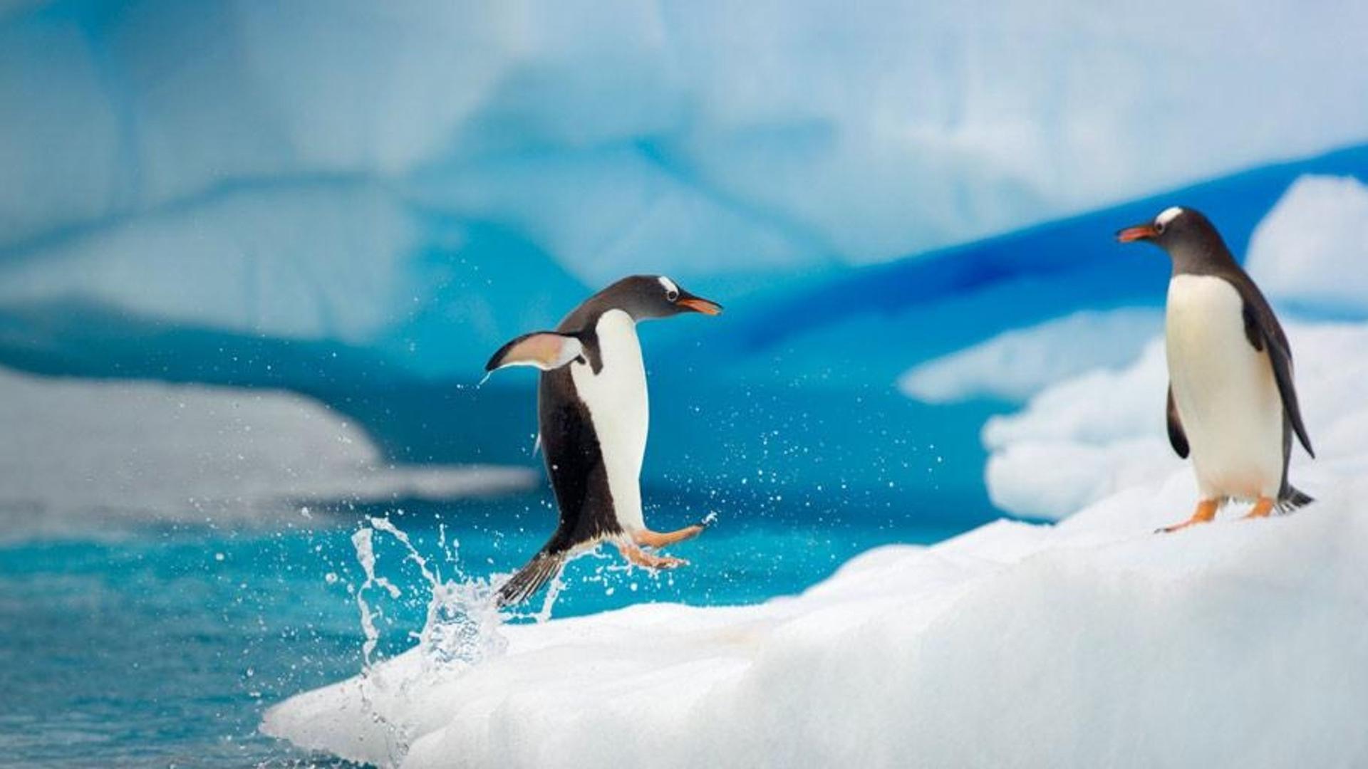 南极洲的巴布亚企鹅