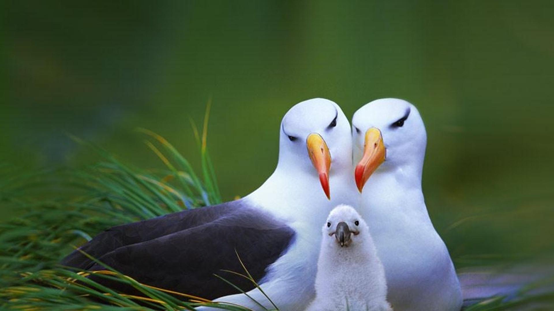 福克兰群岛的黑眉信天翁一家