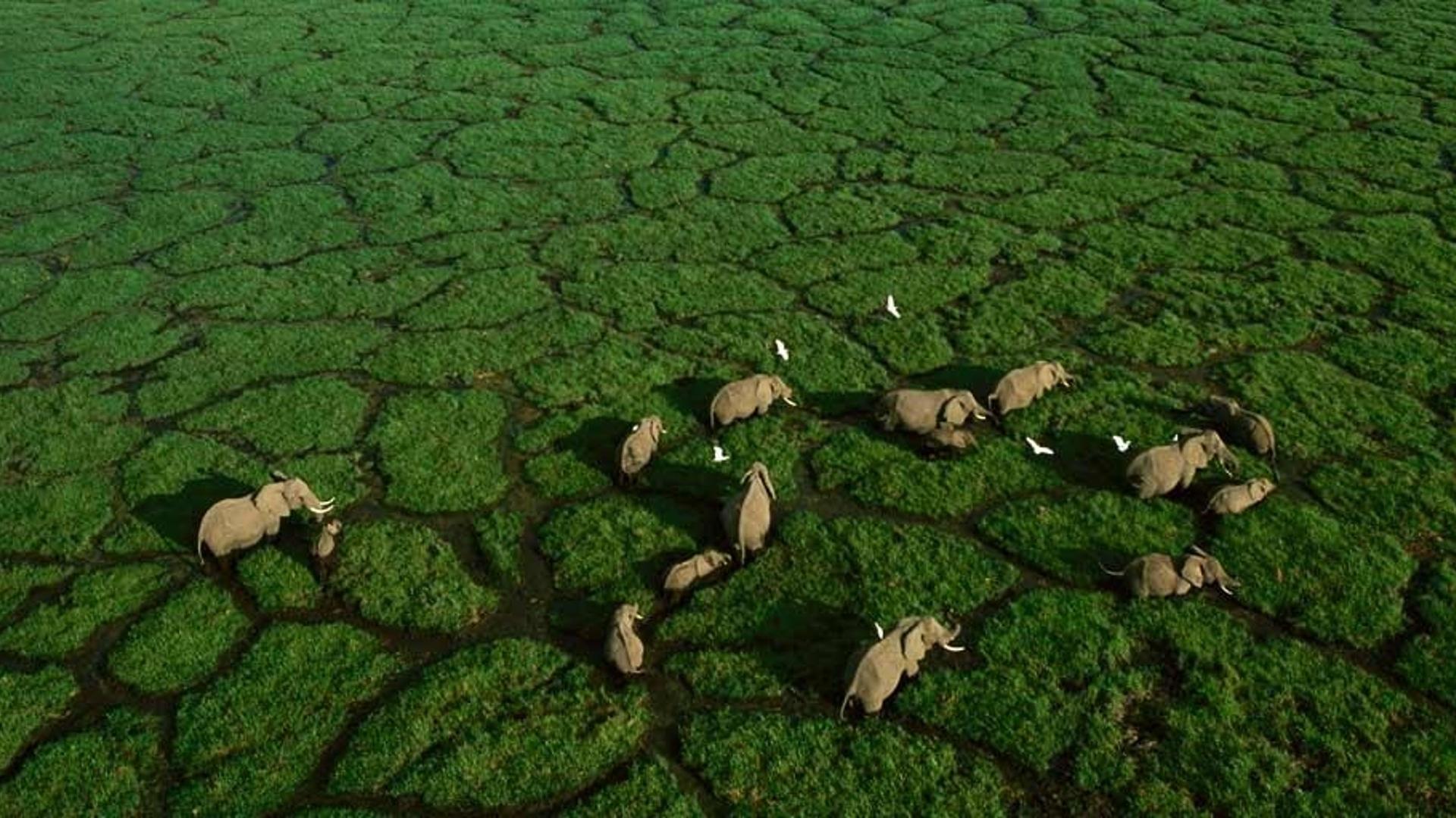 肯尼亚安波塞利国家公园的大象
