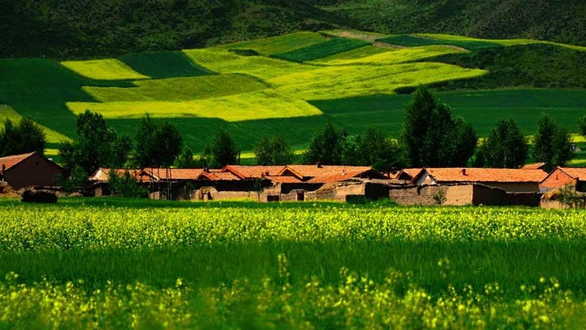 被油菜田和小麦田包围的中国村庄