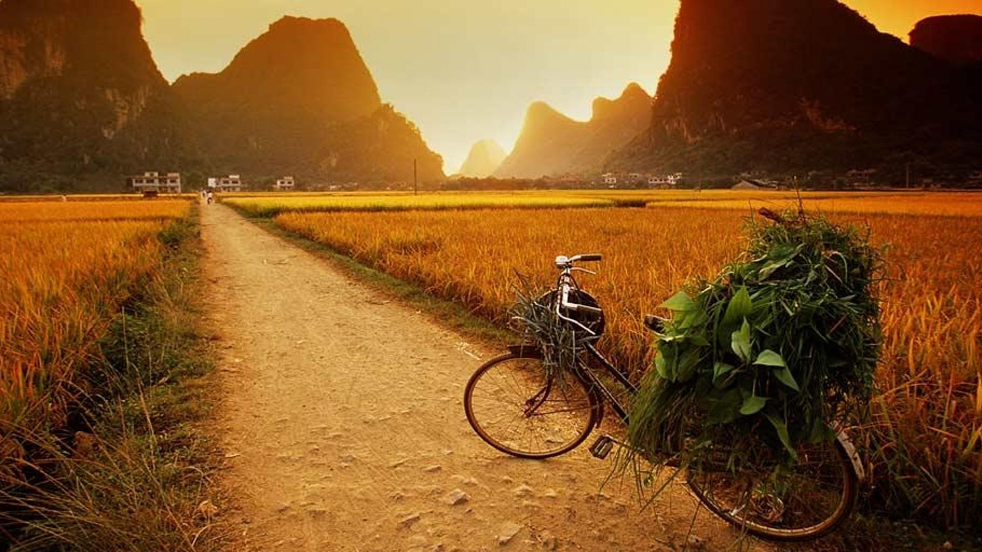 广西省，停放在稻田边的自行车